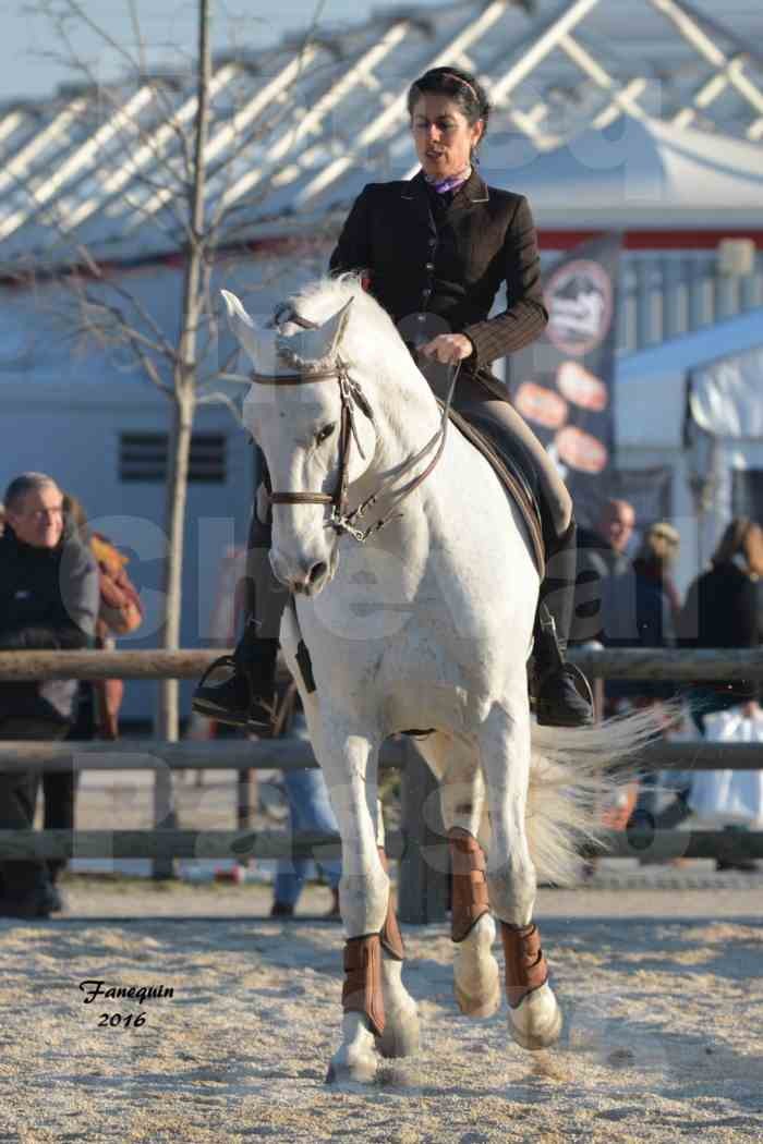 Cheval Passion 2016 - Présentation des LUSITANIENS - Échauffement extérieur -  6