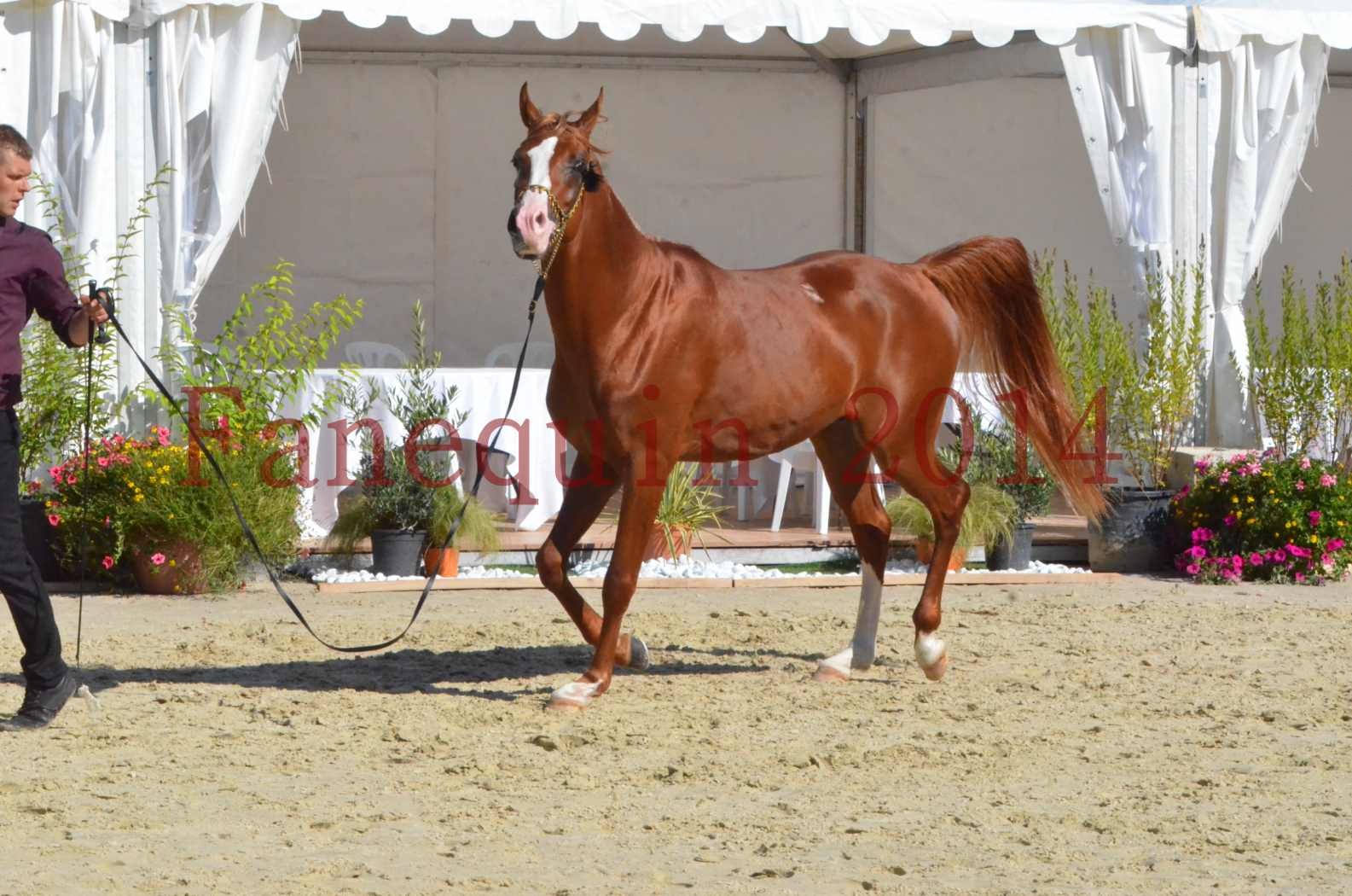 Championnat de FRANCE 2014 - Amateurs - SELECTO IBN SAMAWI - 058