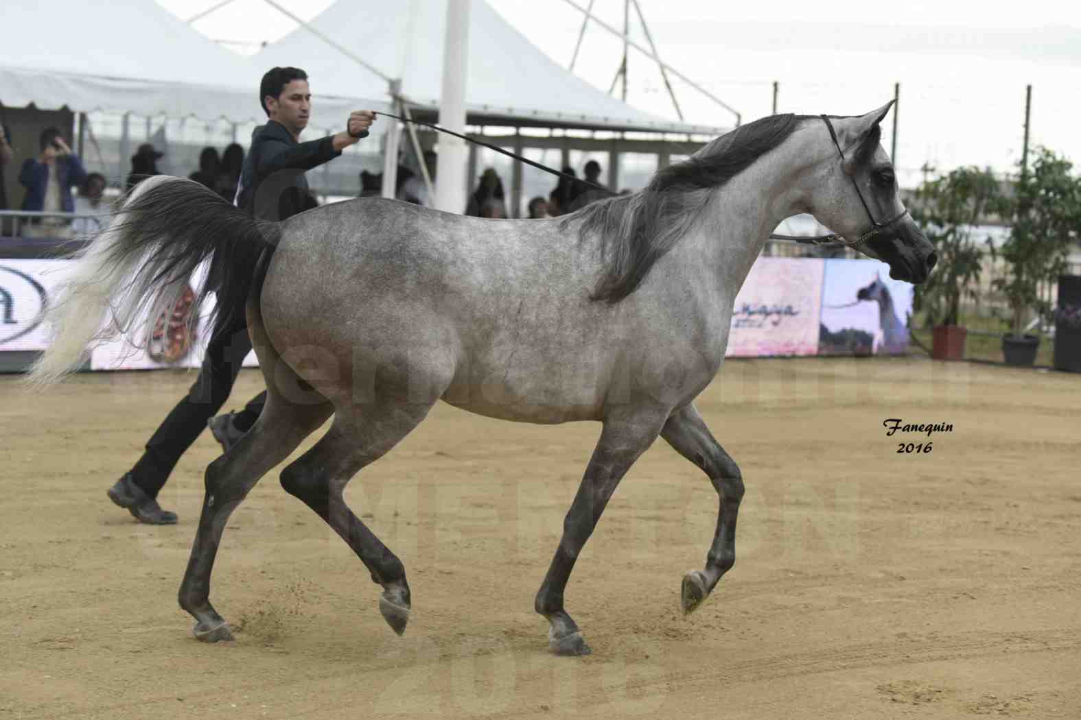 Championnat du pur-sang arabe de la Méditerranée et des pays arabes - MENTON 2016 - BOHOUR  AL SHAQAB - Notre Sélection - 4