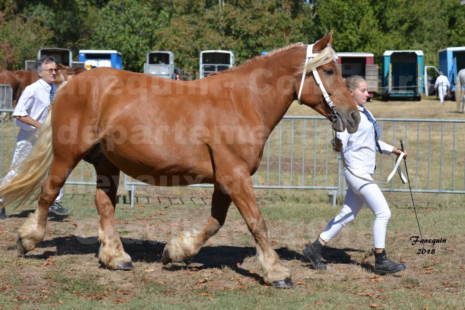 Concours départemental de chevaux de traits à GRAULHET en 2018 - Elevage POUJADE - Notre Sélection - 16