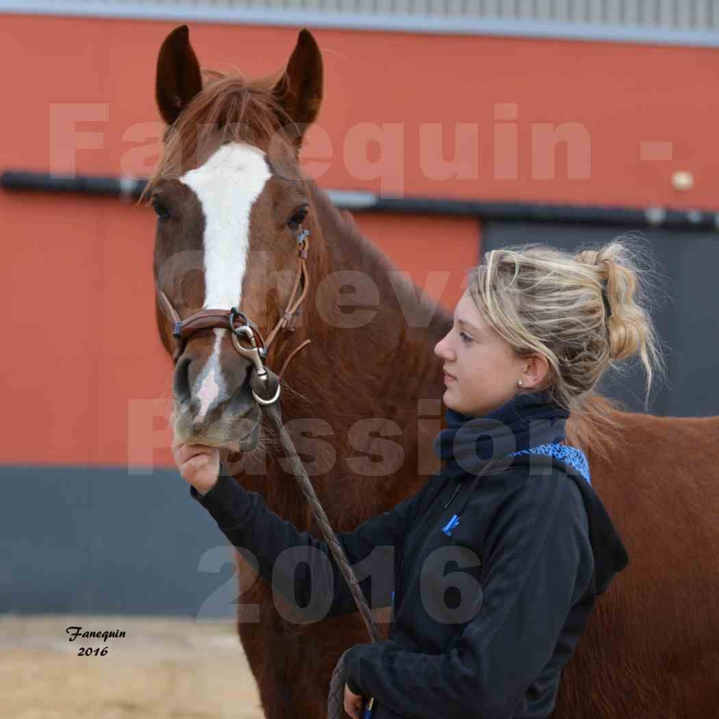 Cheval Passion 2016 - Portraits de Chevaux Arabes - élevage EL MAGLEP ARABIANS - 6