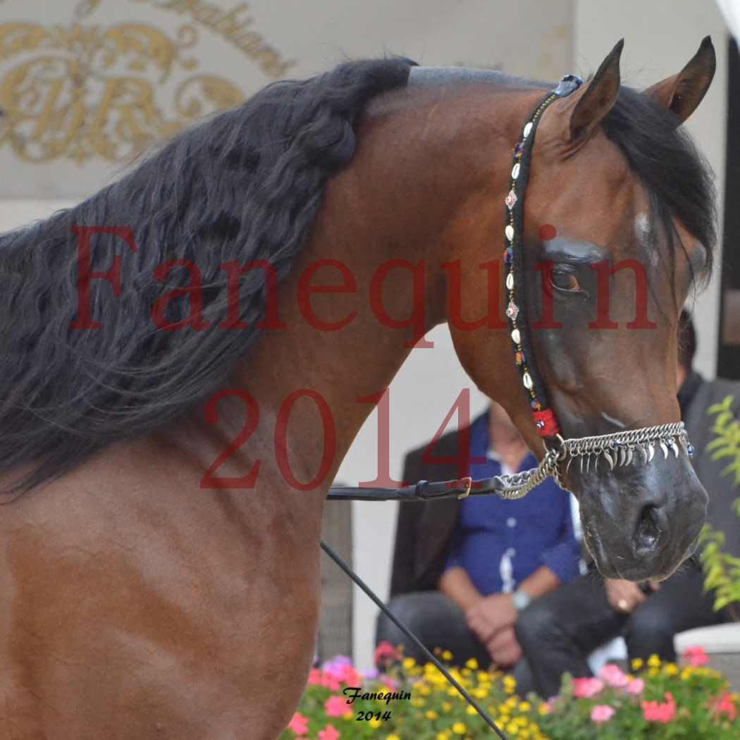 CHAMPIONNAT DE FRANCE 2014 A POMPADOUR - Notre Sélection - Portraits - ABSOLUT DE DJOON - 1