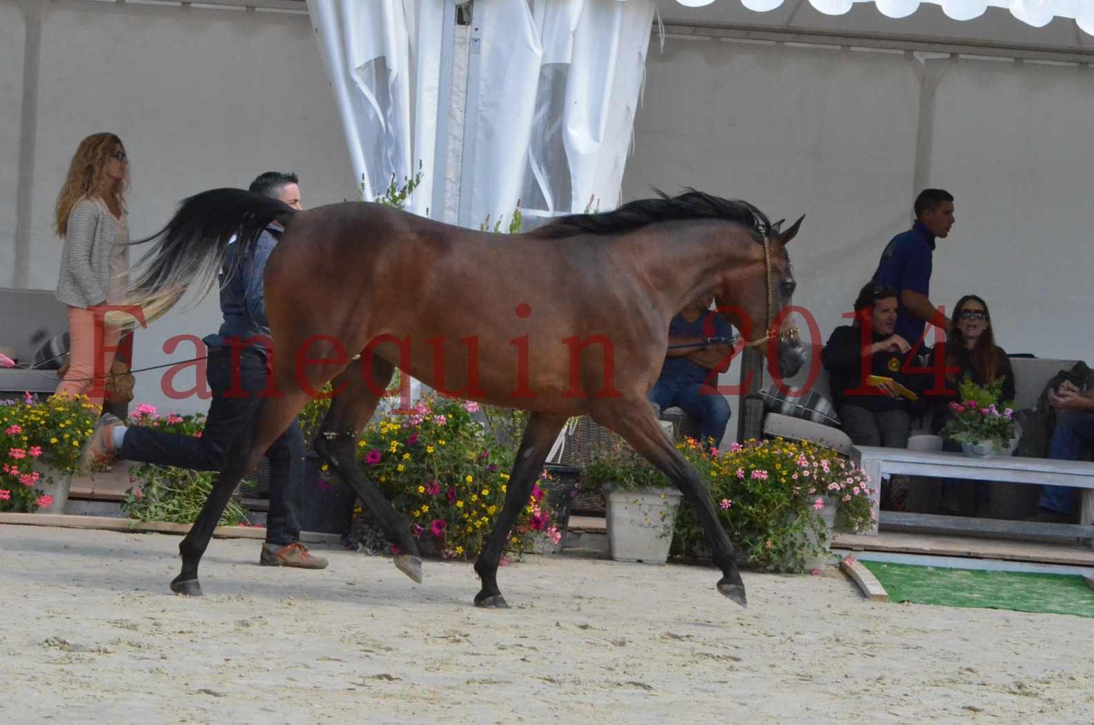 Championnat de FRANCE 2014 - Amateurs - KAL'ELLE D'ELHORIA - 24