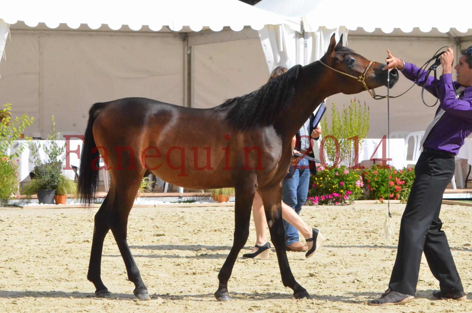 Championnat de FRANCE 2014 - Amateurs - SH FARAJAA - 41