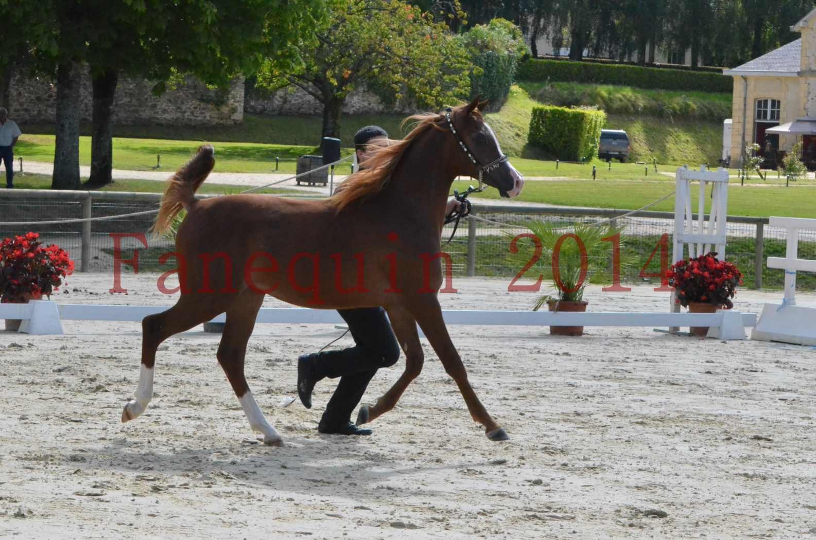 Championnat de FRANCE 2014 - Amateurs - ANTARCTIC DES AUBUS - 02