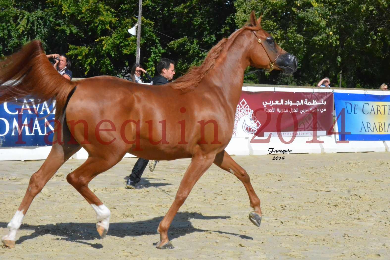 ﻿CHAMPIONNAT DE FRANCE 2014 A POMPADOUR - Notre Sélection - KINSHASA JA - 11