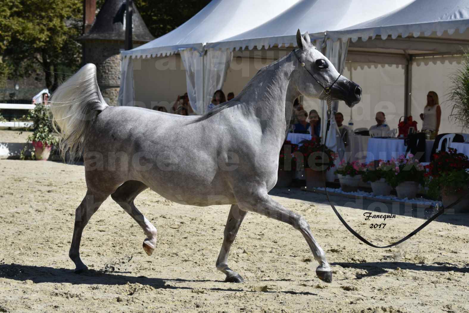 Championnat de France de Chevaux Arabes à Pompadour en 2017 - L'IMPERATRICE EA - 02