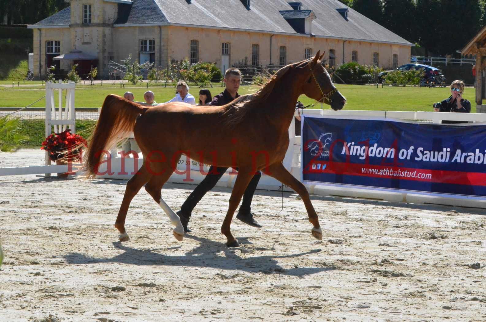 Championnat de FRANCE 2014 - Amateurs - SELECTO IBN SAMAWI - 008