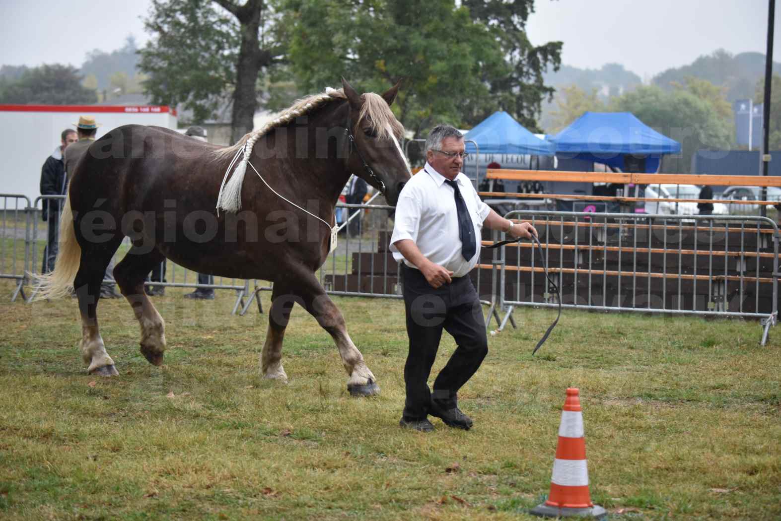 Concours Régional de chevaux de traits en 2017 - Trait BRETON - ELENNE DE TOU FOLL - 23