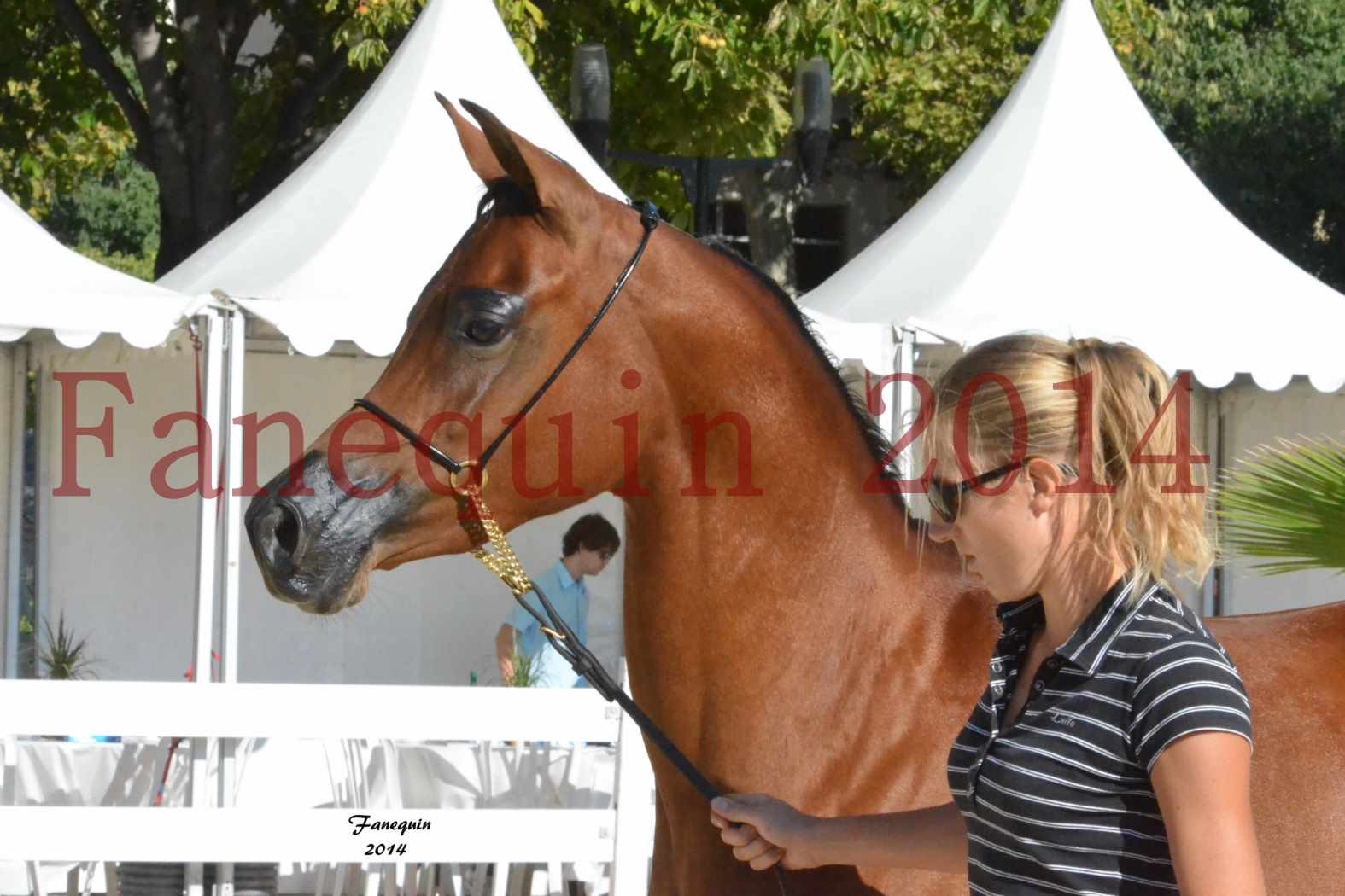 Concours National de Nîmes de chevaux ARABES 2014 - Notre Sélection - Portraits - ABHA TALAWA - 2