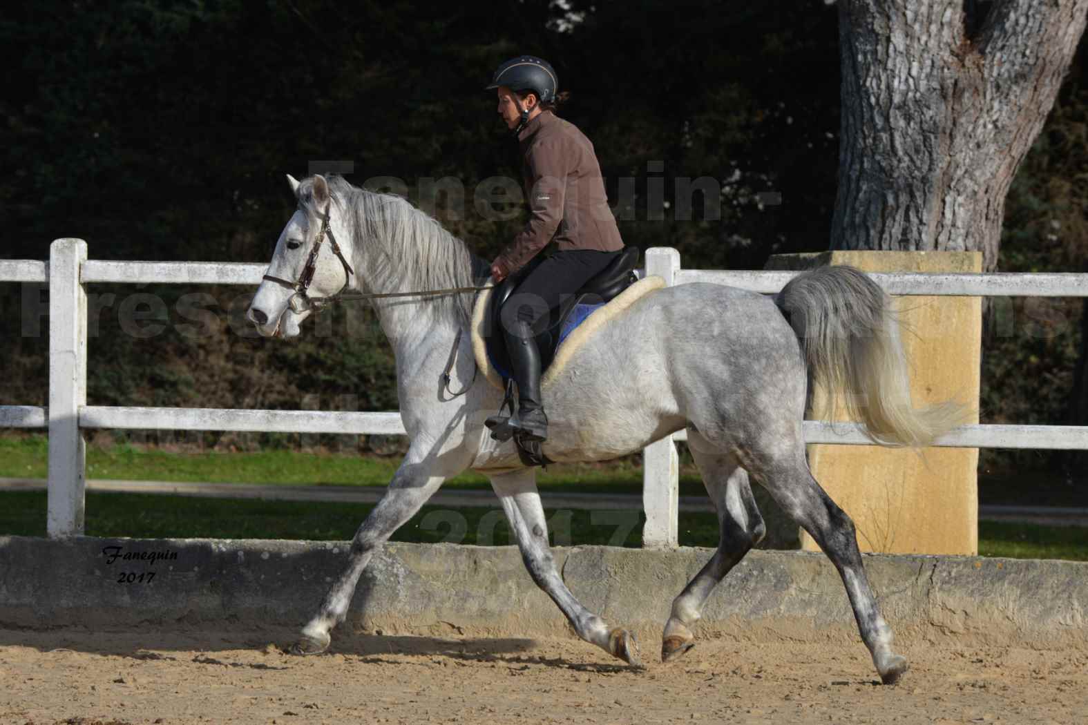 Présentation d’Étalons aux Haras d'UZES - présentation monté - ZA'IM AL HFIFA - 5