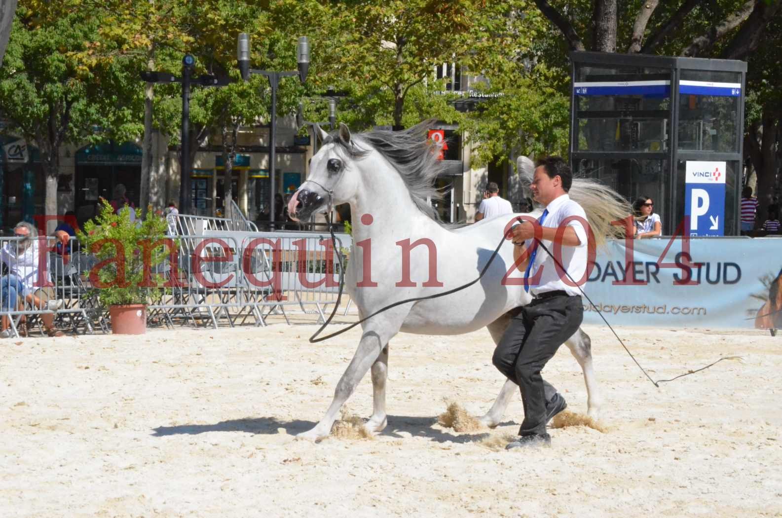 Concours National de Nîmes de chevaux ARABES 2014 - Sélection - SHAOLIN DE NEDJAIA - 29