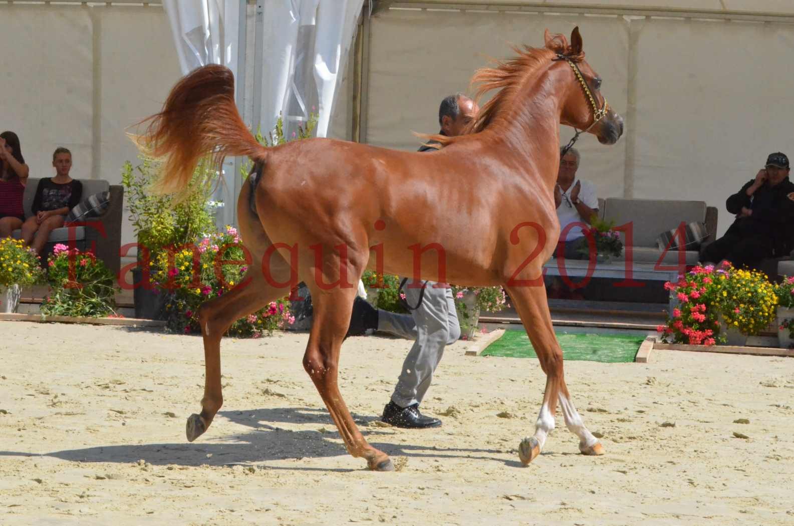 Championnat de FRANCE 2014 - Amateurs - SH CALLAS BINT ARMANI - 36