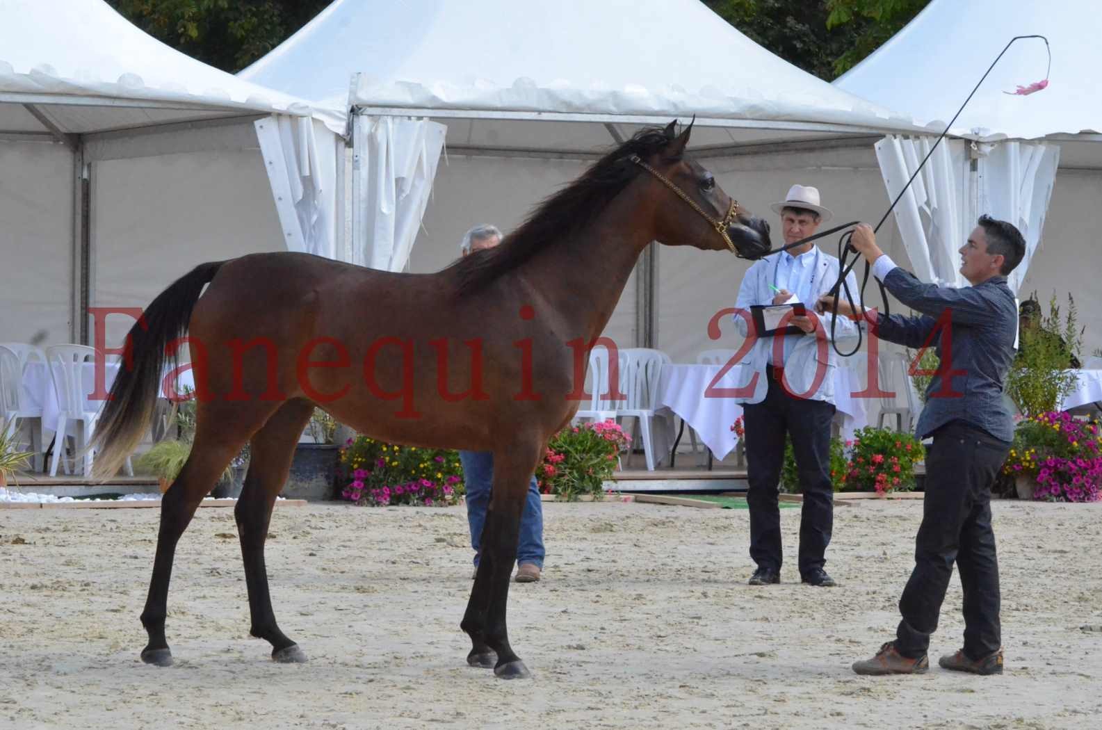 Championnat de FRANCE 2014 - Amateurs - KAL'ELLE D'ELHORIA - 78