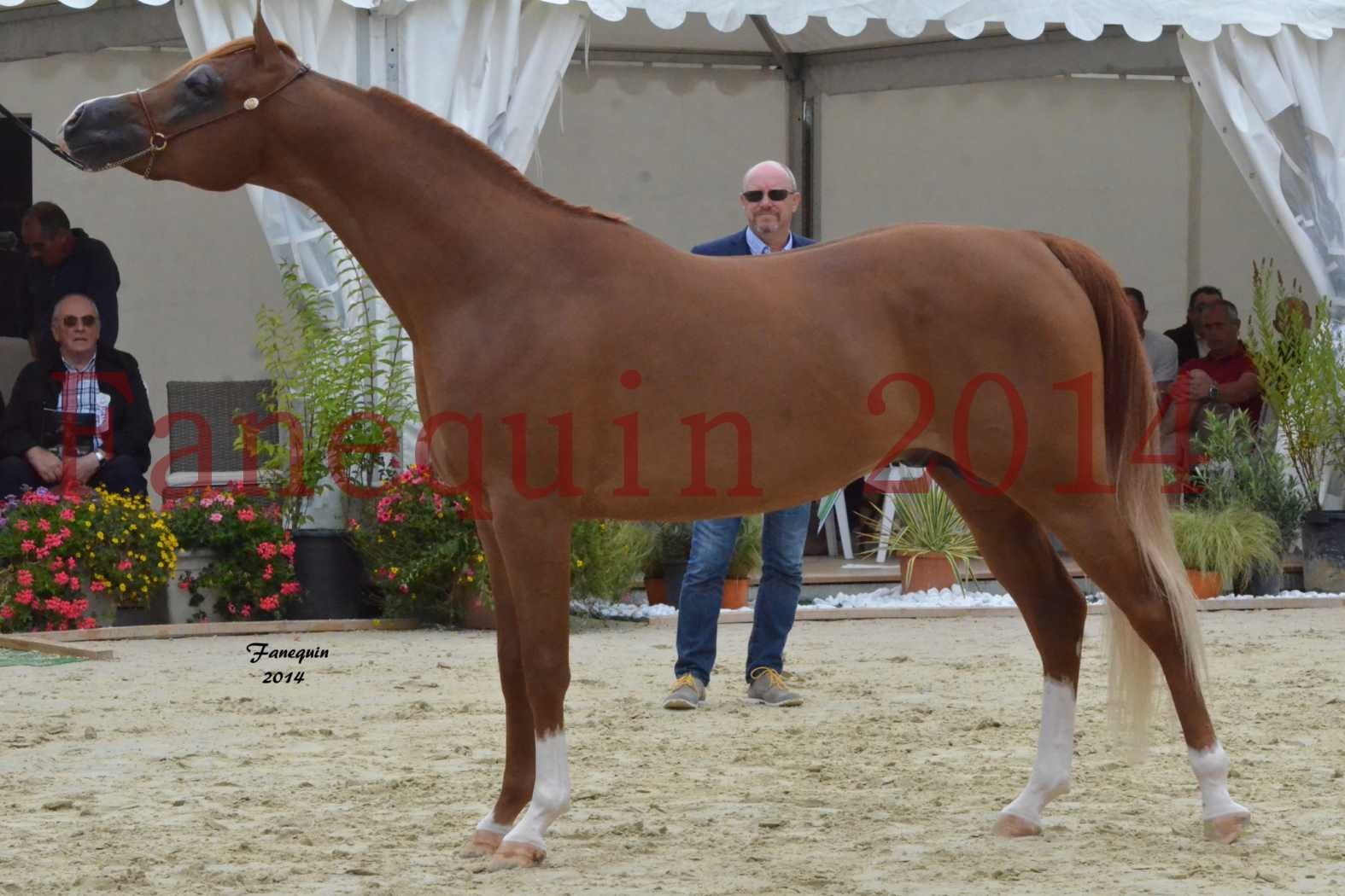 ﻿CHAMPIONNAT DE FRANCE 2014 A POMPADOUR - Notre Sélection - JAHAMAL DE CARTHEREY - 3