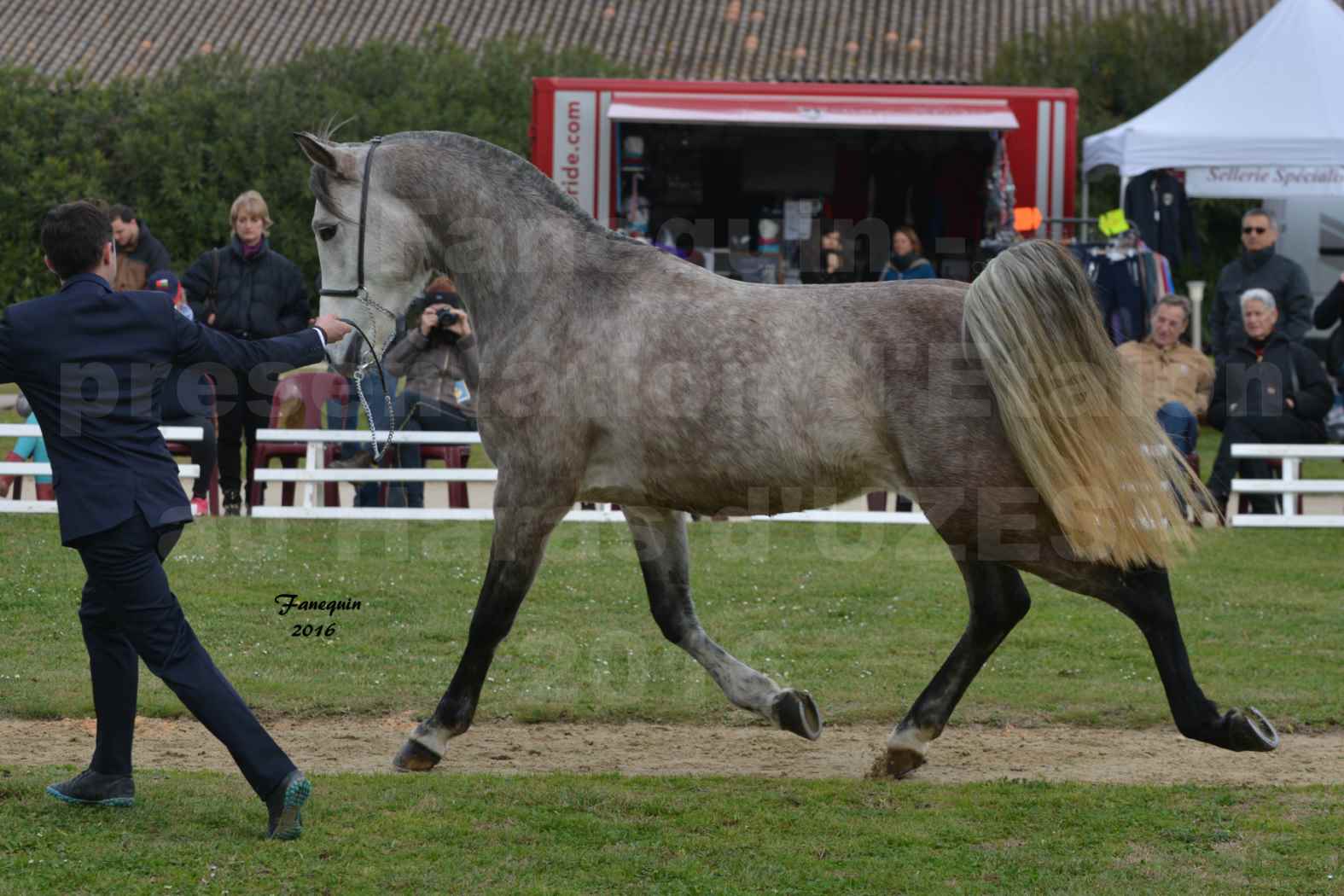 Présentation d’Étalons aux Haras d'UZES en 2016 - Présentation en longe - DIOSAÏ D'ALAJOU - 4