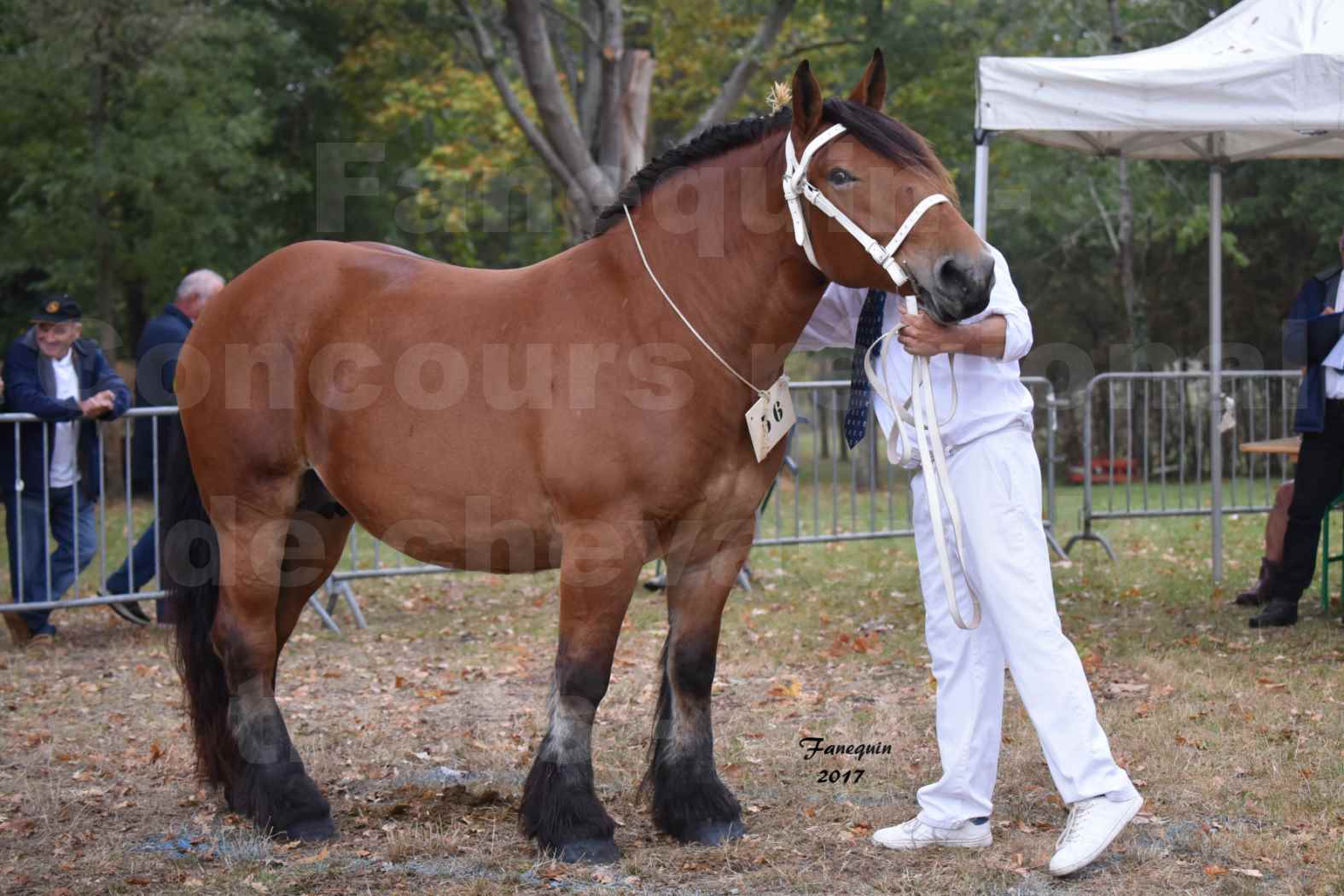 Concours Régional de chevaux de traits en 2017 - Jument & Poulain Trait COMTOIS - COMETE DE GRILLOLES - 01