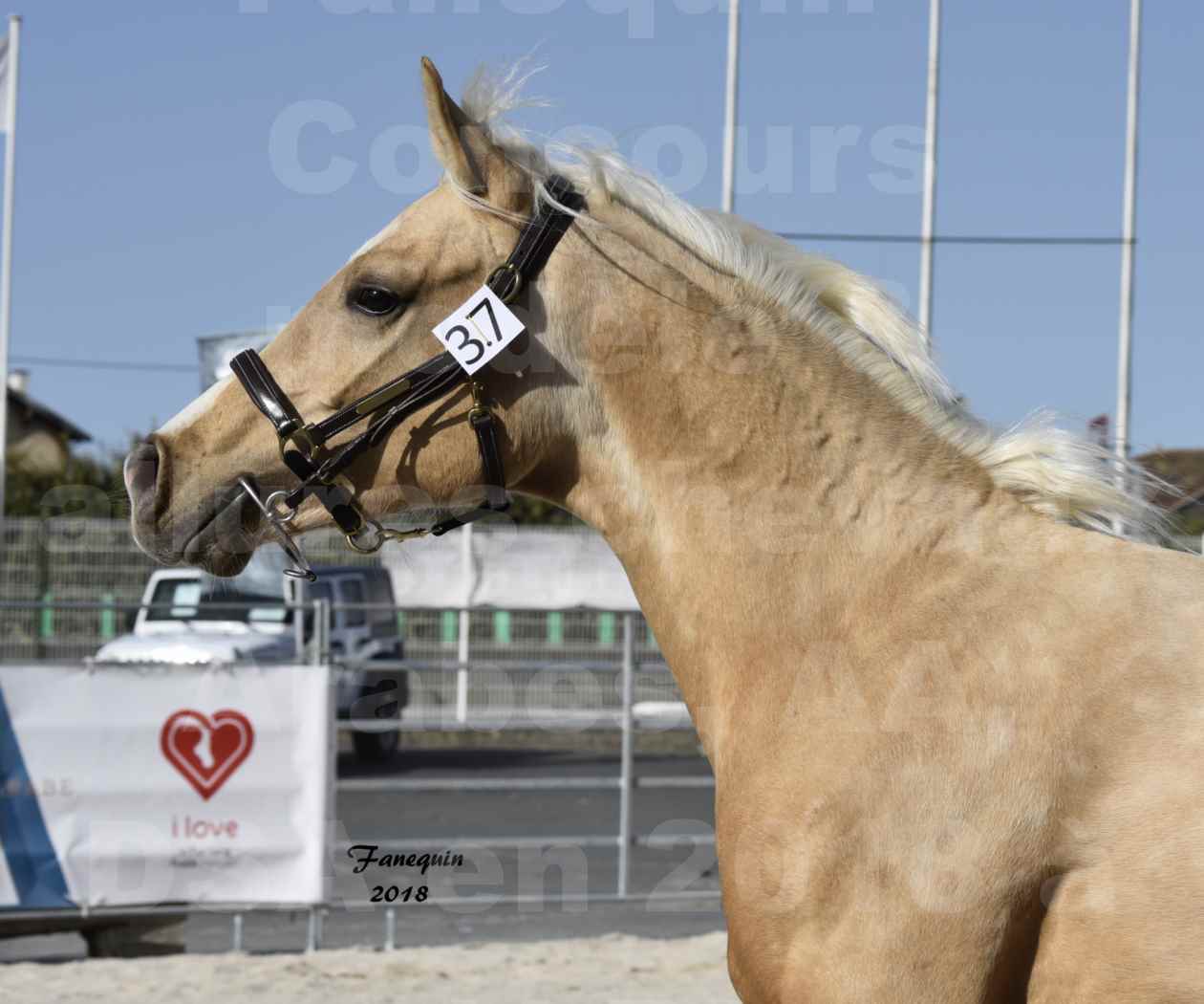 Concours d'élevage de Chevaux Arabes - D. S. A. - A. A. - ALBI les 6 & 7 Avril 2018 - GOLD DE DARRE - Notre Sélection - Portraits - 4