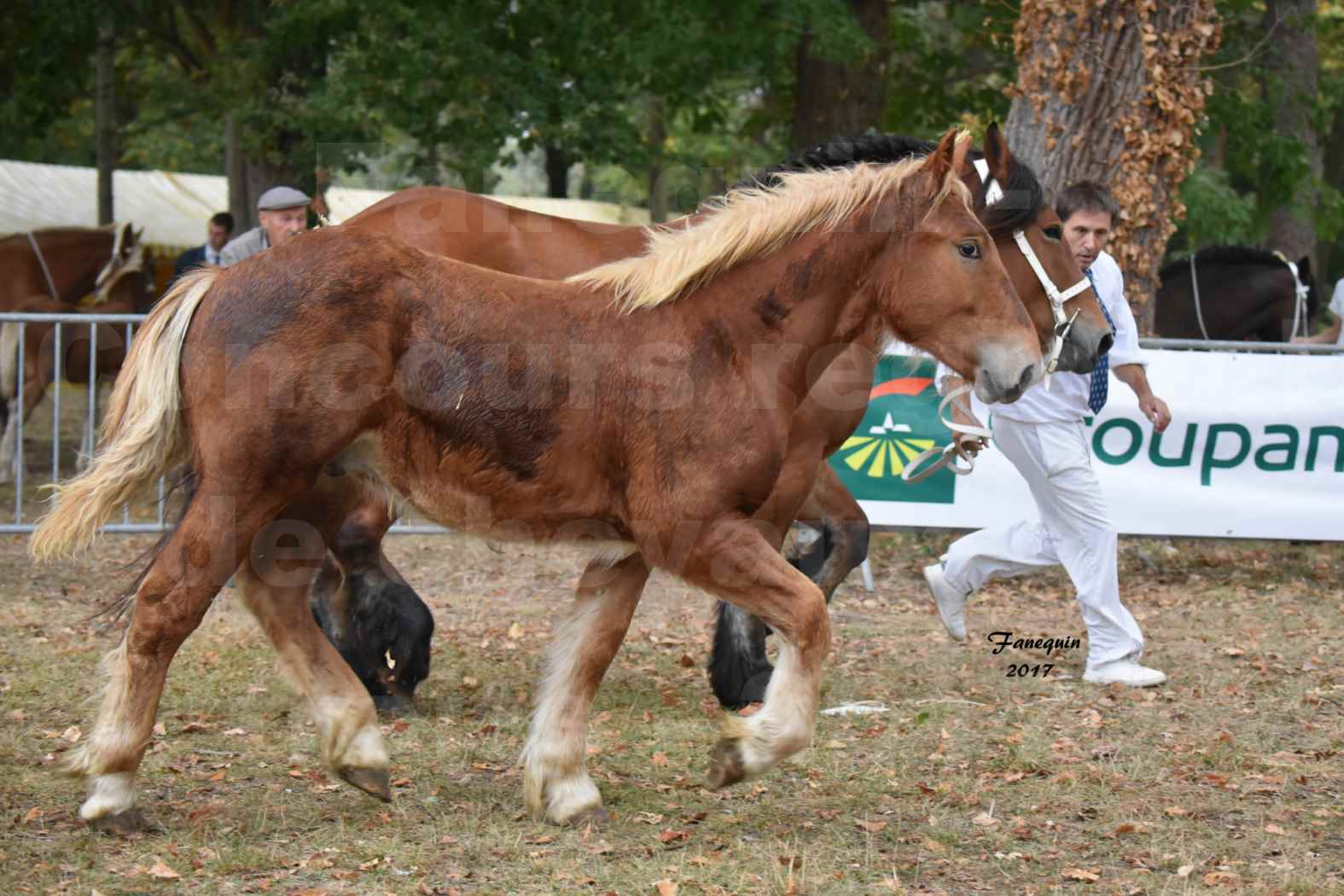 Concours Régional de chevaux de traits en 2017 - Jument & Poulain Trait COMTOIS - COMETE DE GRILLOLES - 03