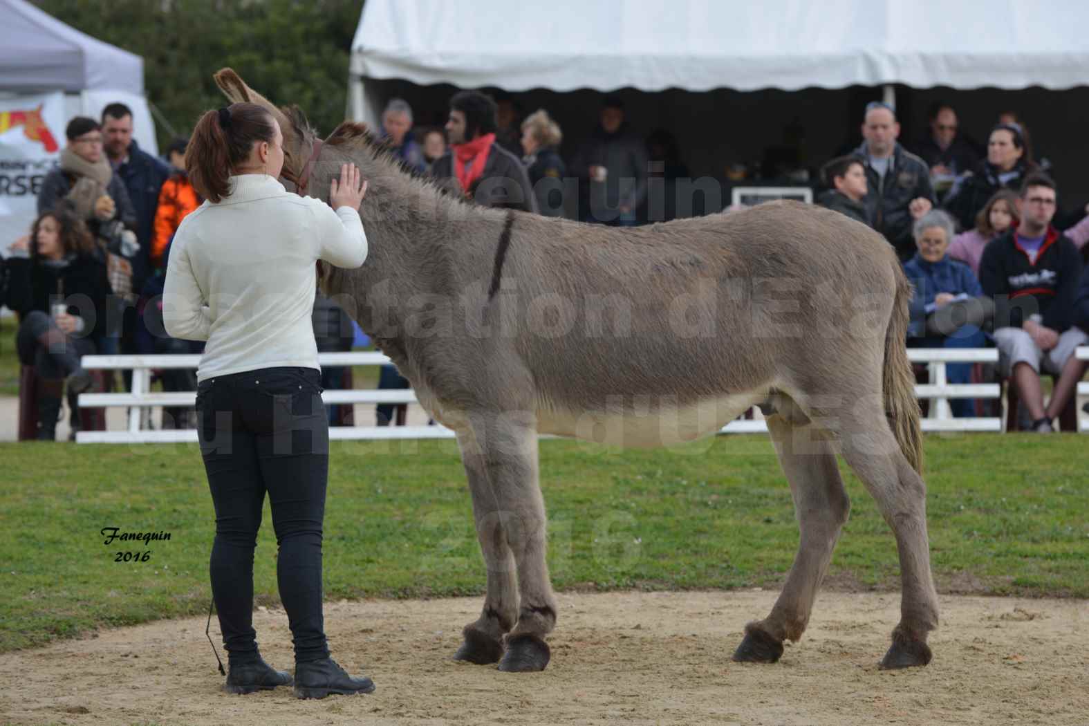 Présentation d’Étalons aux Haras d'UZES en 2016 - Présentation en longe - QUITO IV - ÂNE - 1