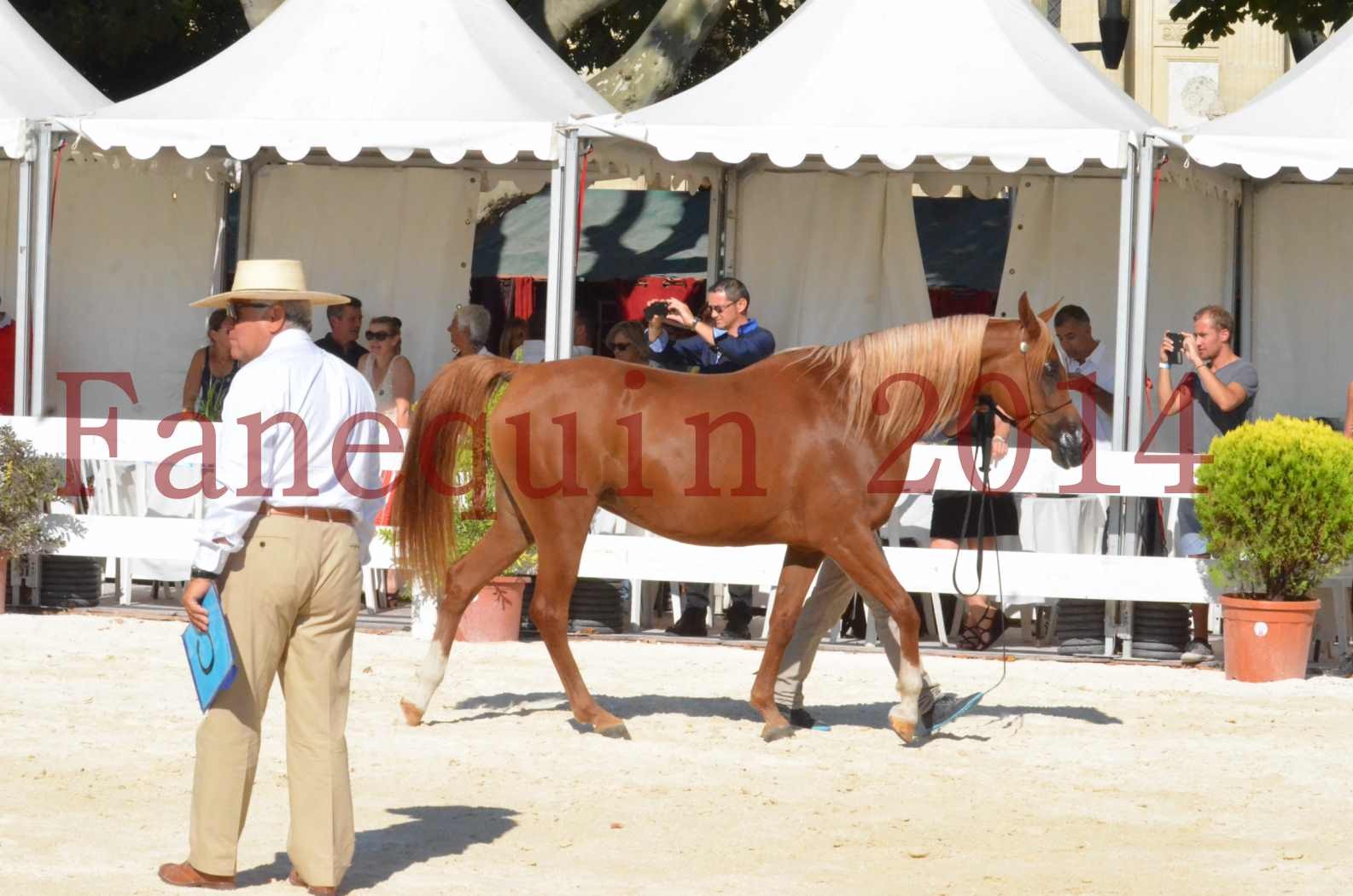 Concours National de Nîmes de chevaux ARABES 2014 - Championnat - MASSAI DE BARREL - 49