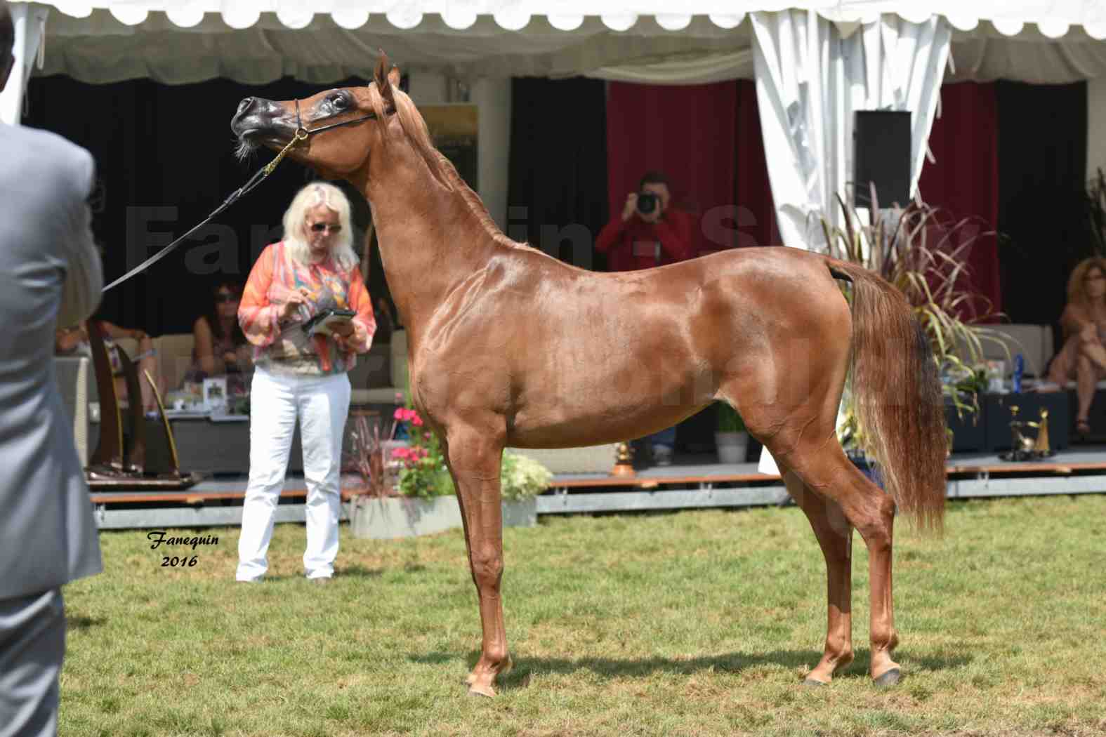 International Arabian Horse Show B de VICHY 2016 - JA FALAENE - Notre Sélection - 09