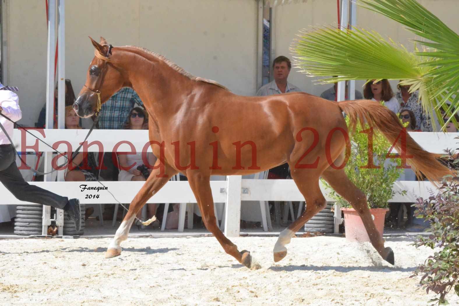 Concours National de Nîmes de chevaux ARABES 2014 - Notre Sélection - MASSAI DE BARREL - 03