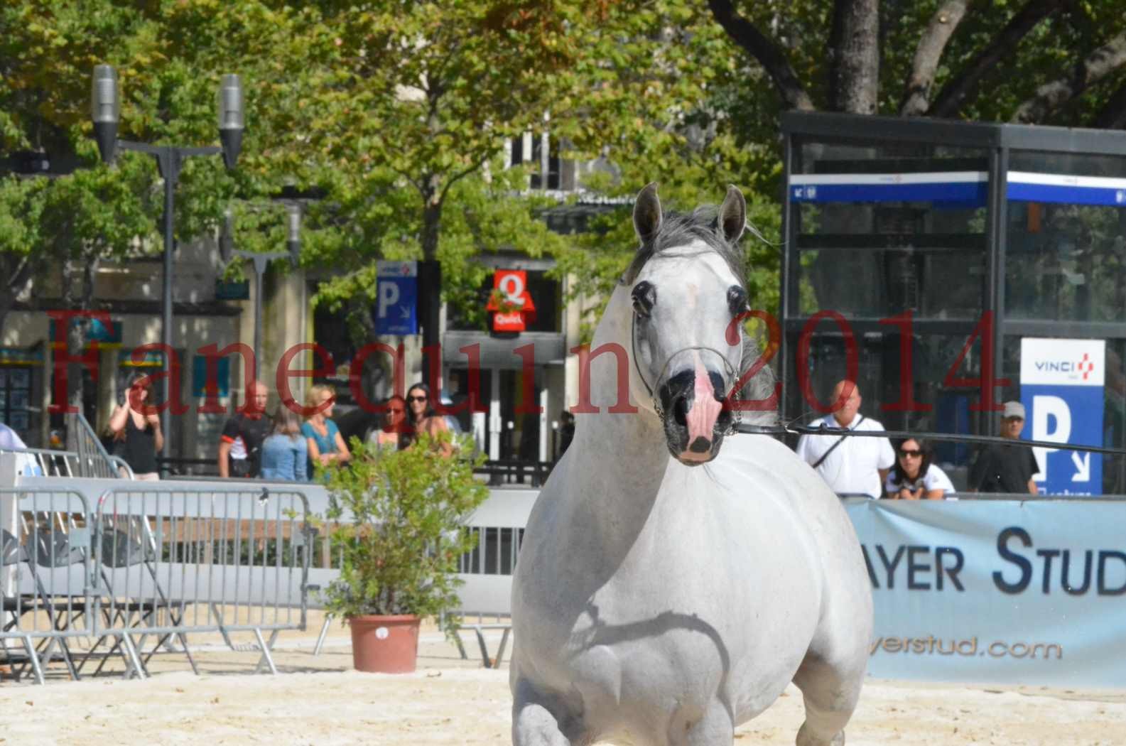 Concours National de Nîmes de chevaux ARABES 2014 - Sélection - SHAOLIN DE NEDJAIA - 49