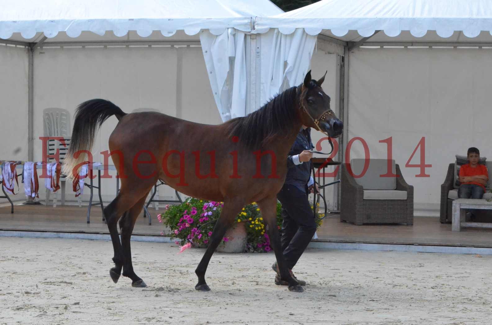 Championnat de FRANCE 2014 - Amateurs - KAL'ELLE D'ELHORIA - 29