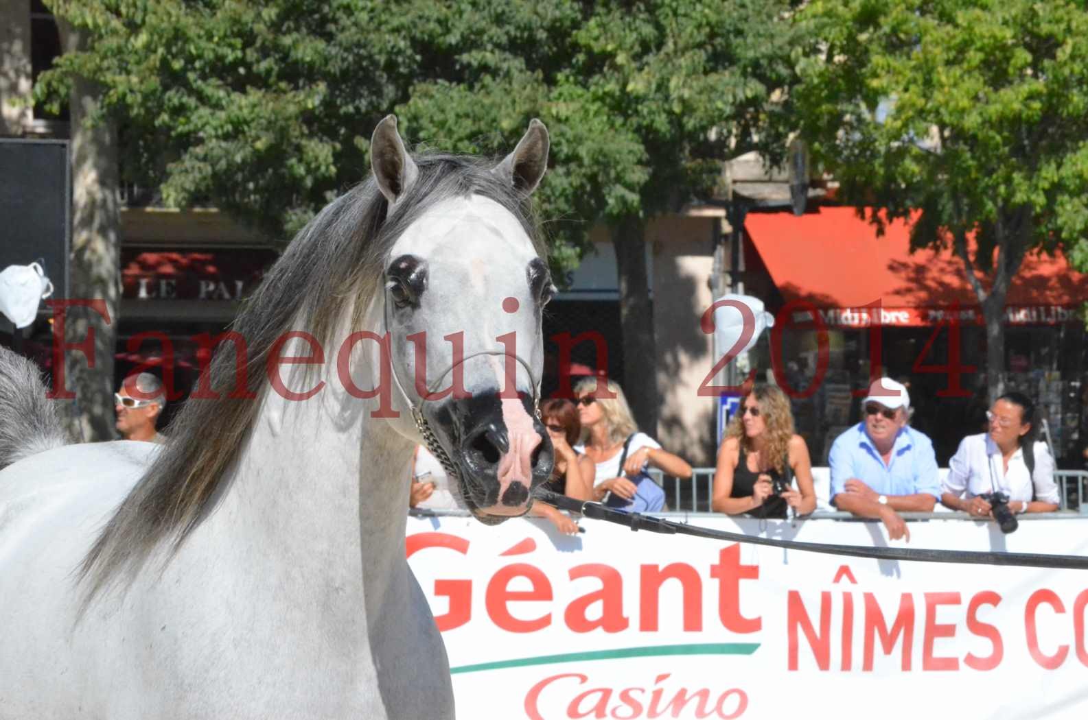 Concours National de Nîmes de chevaux ARABES 2014 - Sélection - SHAOLIN DE NEDJAIA - 12