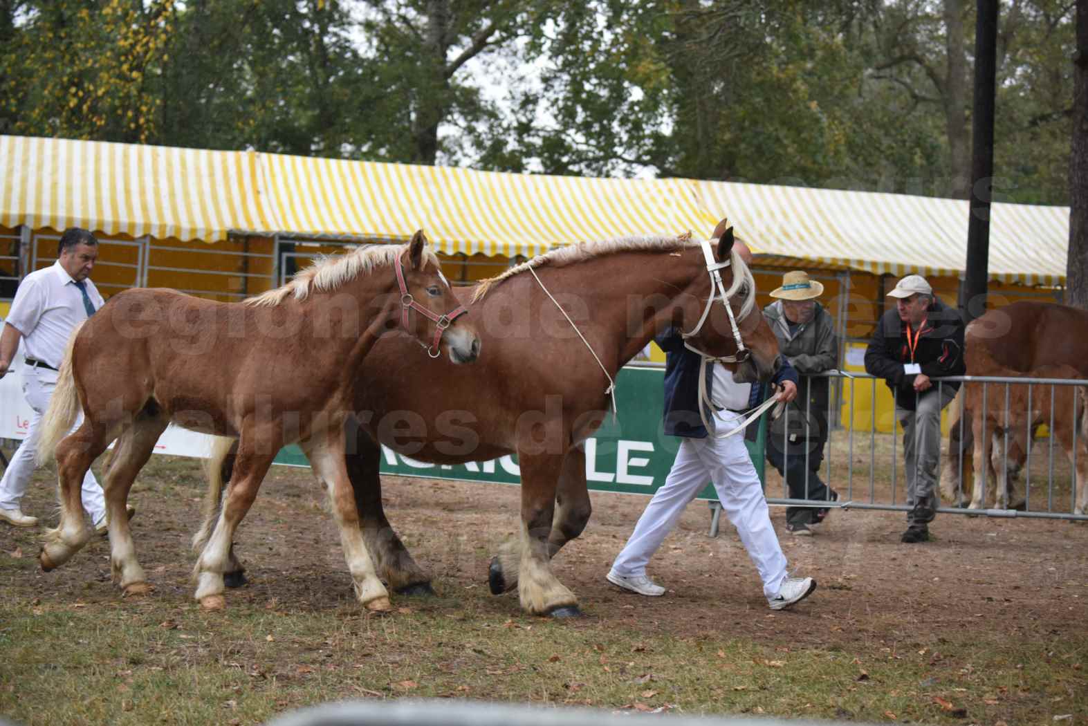 Concours Régional de chevaux de traits en 2017 - Jument Suitée - Trait COMTOIS - TOSCANE DE GIOUX - 04