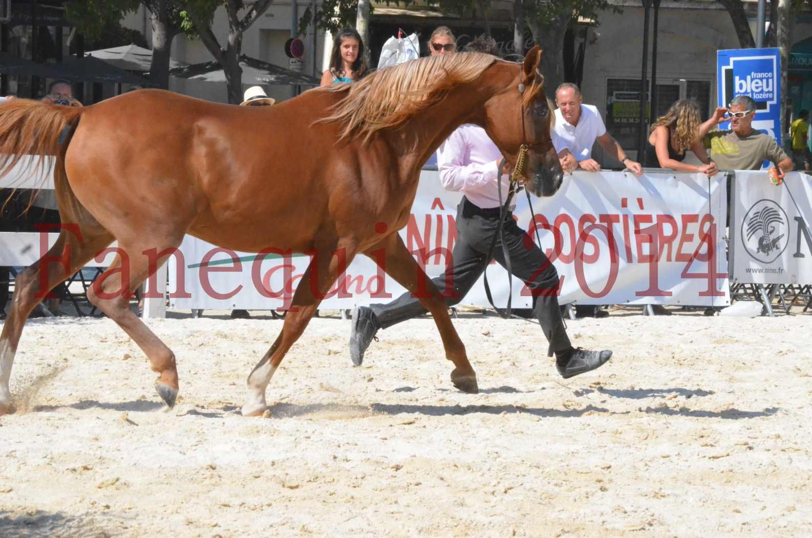 Concours National de Nîmes de chevaux ARABES 2014 - Championnat - MASSAI DE BARREL - 28