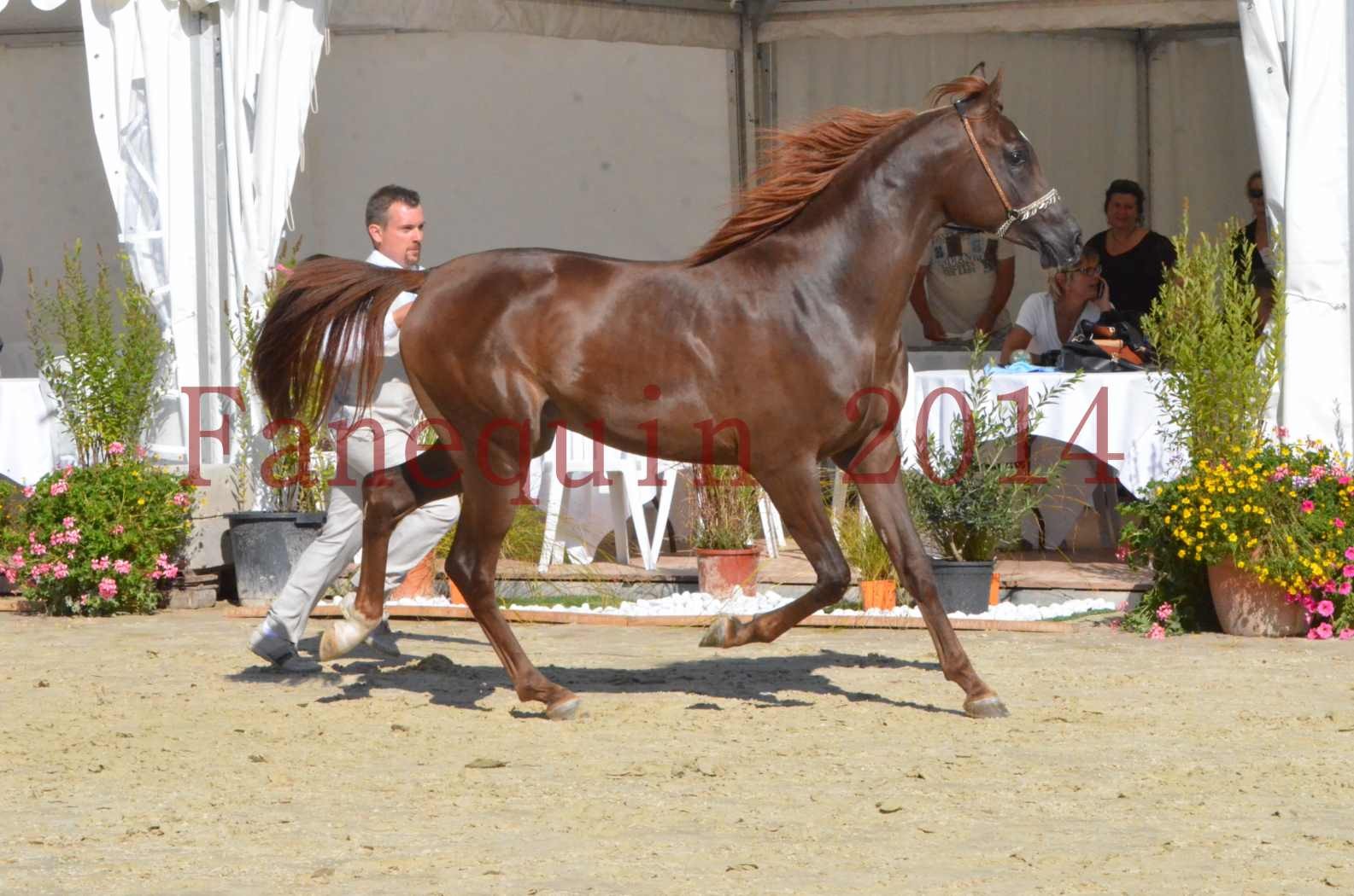 Championnat de FRANCE 2014 - Amateurs - LAMAL - 55