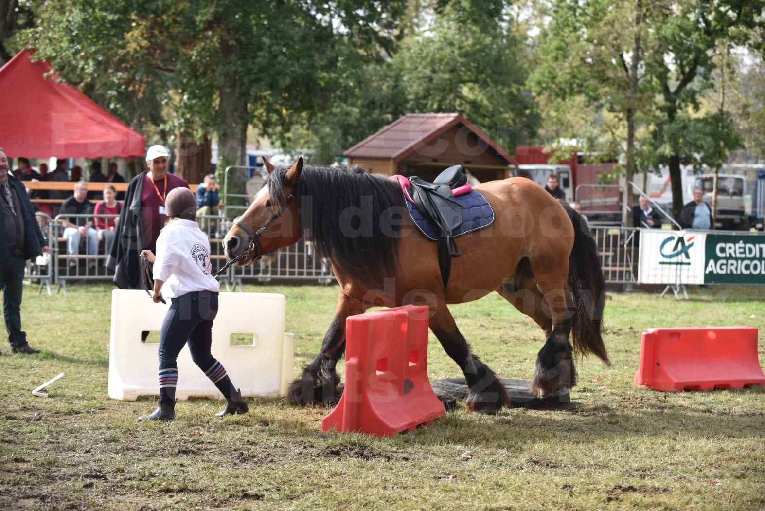 Concours régional de chevaux de traits 2017 - QUIQUINOU - 1