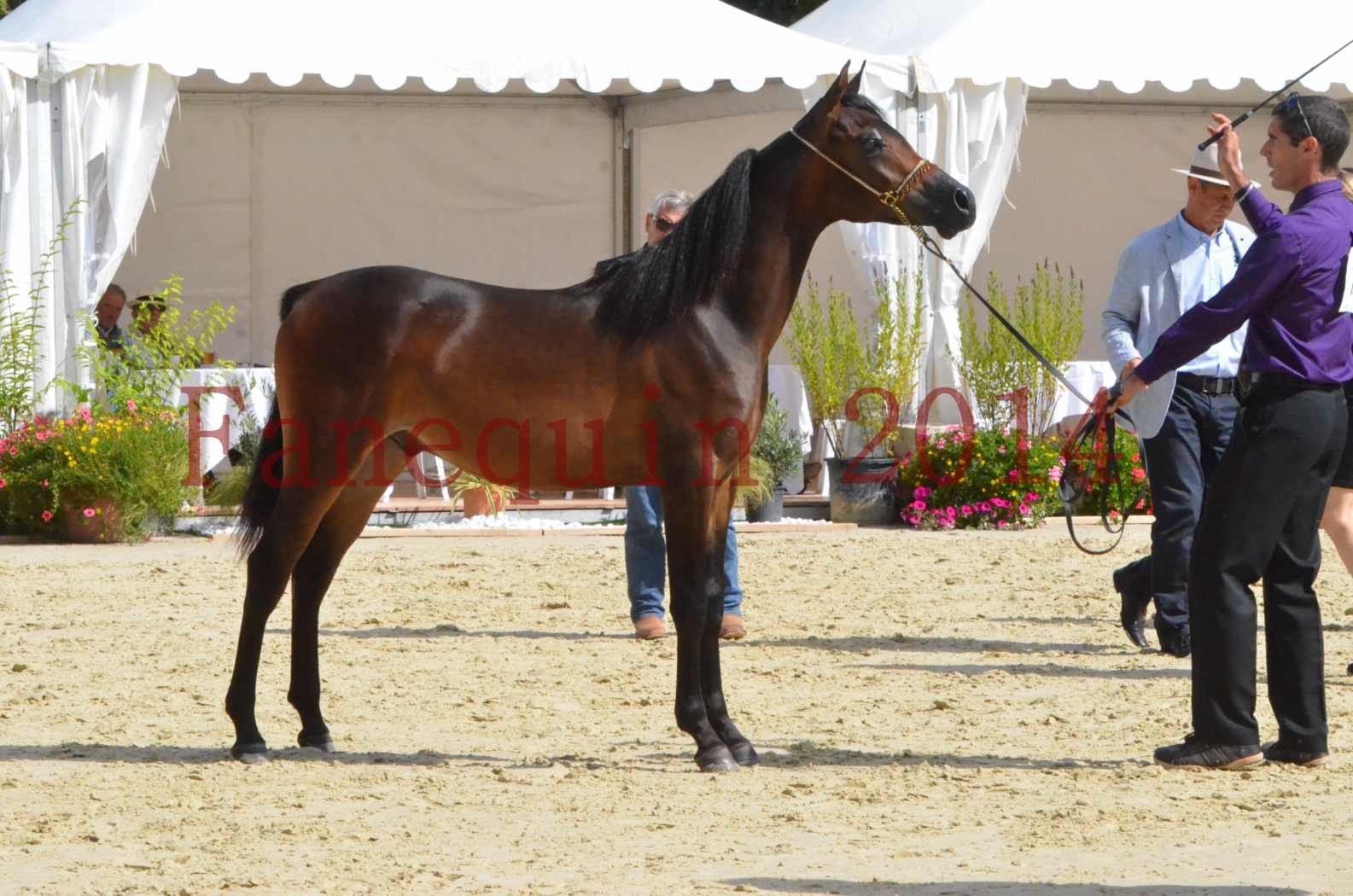 Championnat de FRANCE 2014 - Amateurs - SH FARAJAA - 33