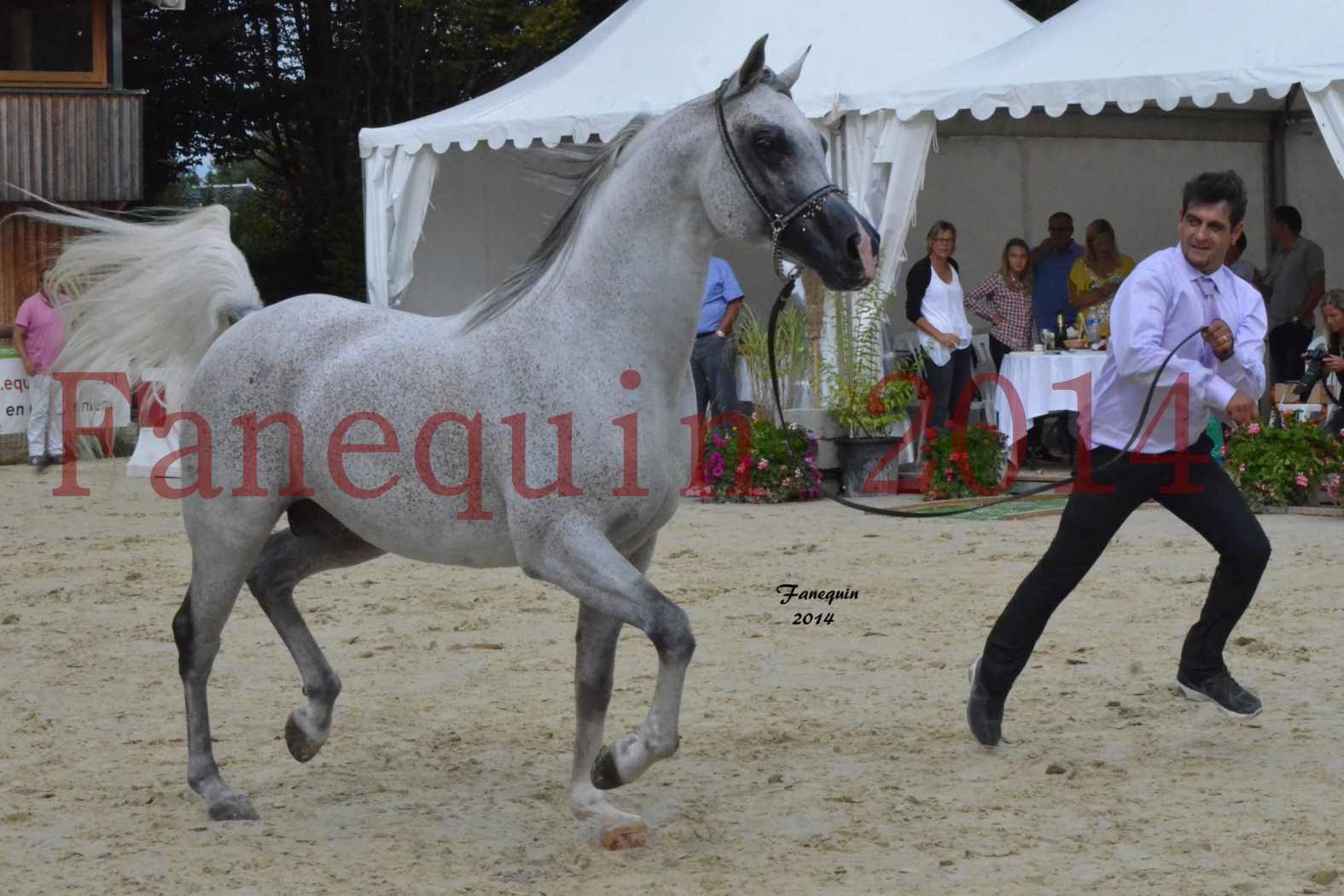 CHAMPIONNAT DE FRANCE  2014 A POMPADOUR - Notre Sélection - SHEYK DE GARGASSAN - 12