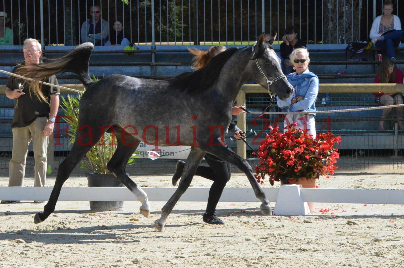 Championnat de FRANCE 2014 - Amateurs - CHTI KAID D'AUBIN - 05