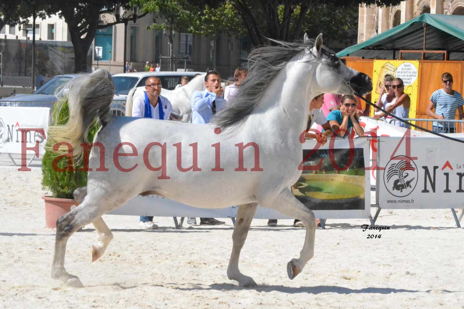 Concours National de Nîmes de chevaux ARABES 2014 - Notre Sélection - SHAOLIN DE NEDJAIA - 07