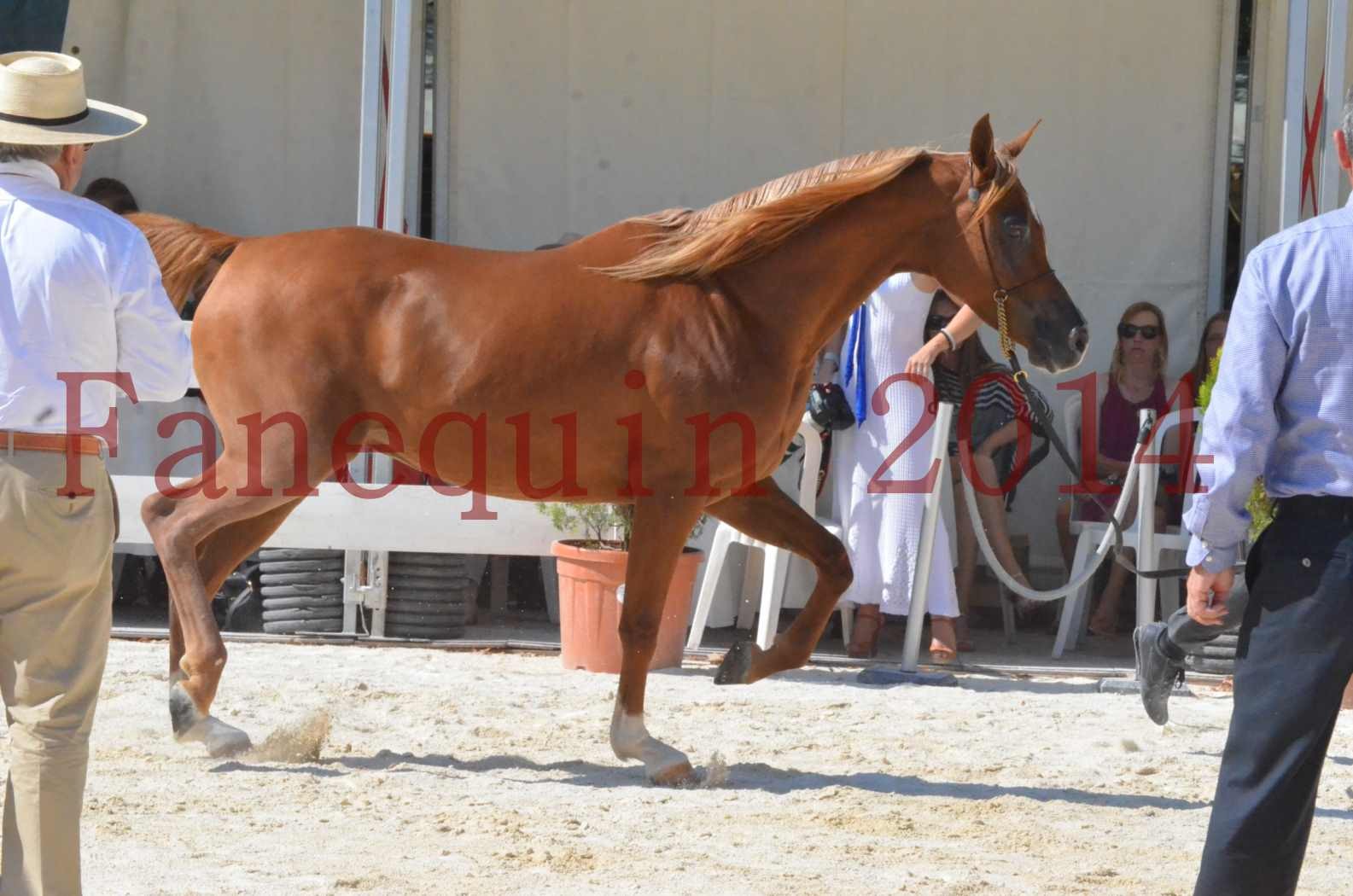 Concours National de Nîmes de chevaux ARABES 2014 - Championnat - MASSAI DE BARREL - 25