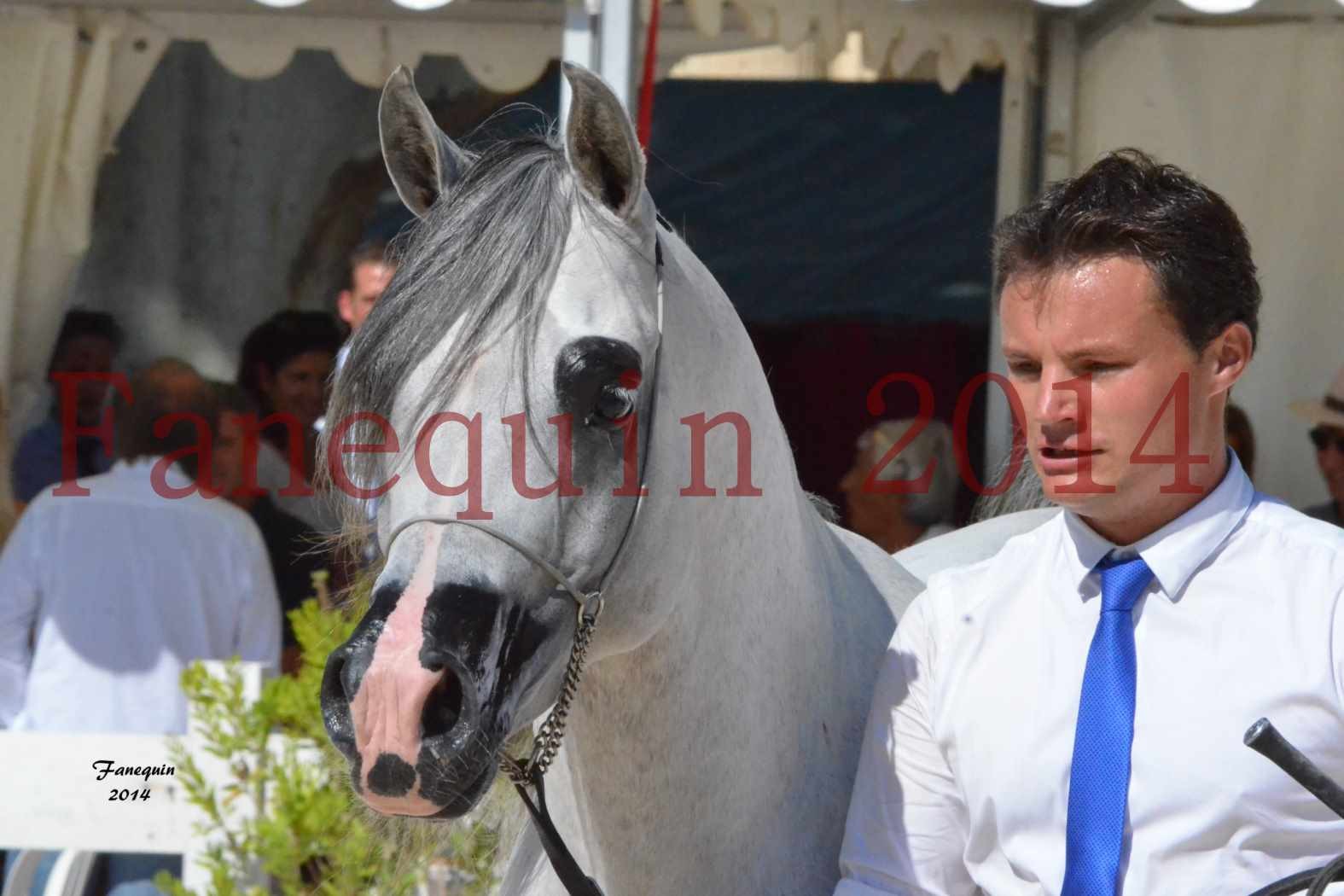 Concours National de Nîmes de chevaux ARABES 2014 - Notre Sélection - Portraits - SHAOLIN DE NEDJAIA - 13