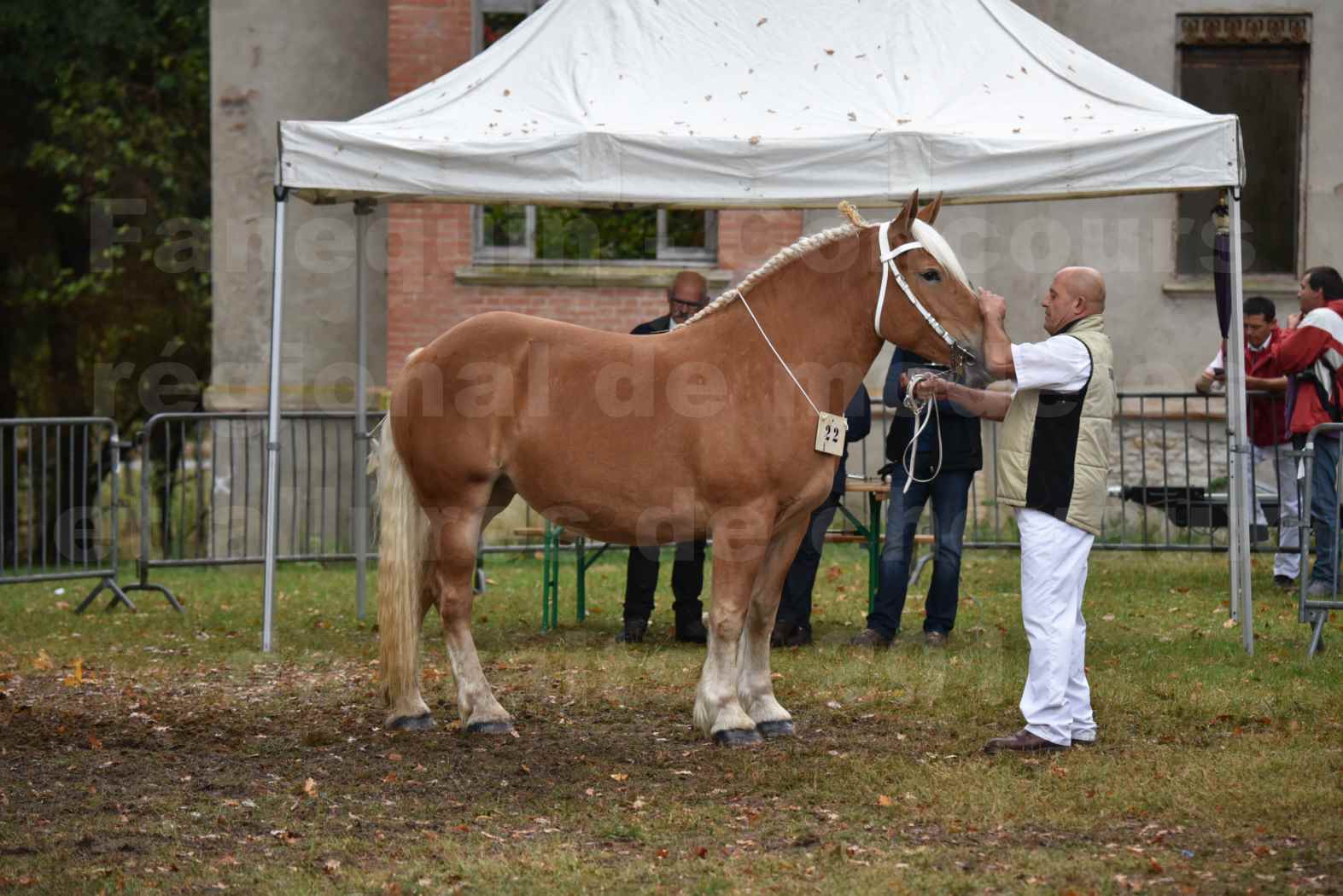 Concours Régional de chevaux de traits en 2017 - Trait COMTOIS - ELLA DE BELLER - 2