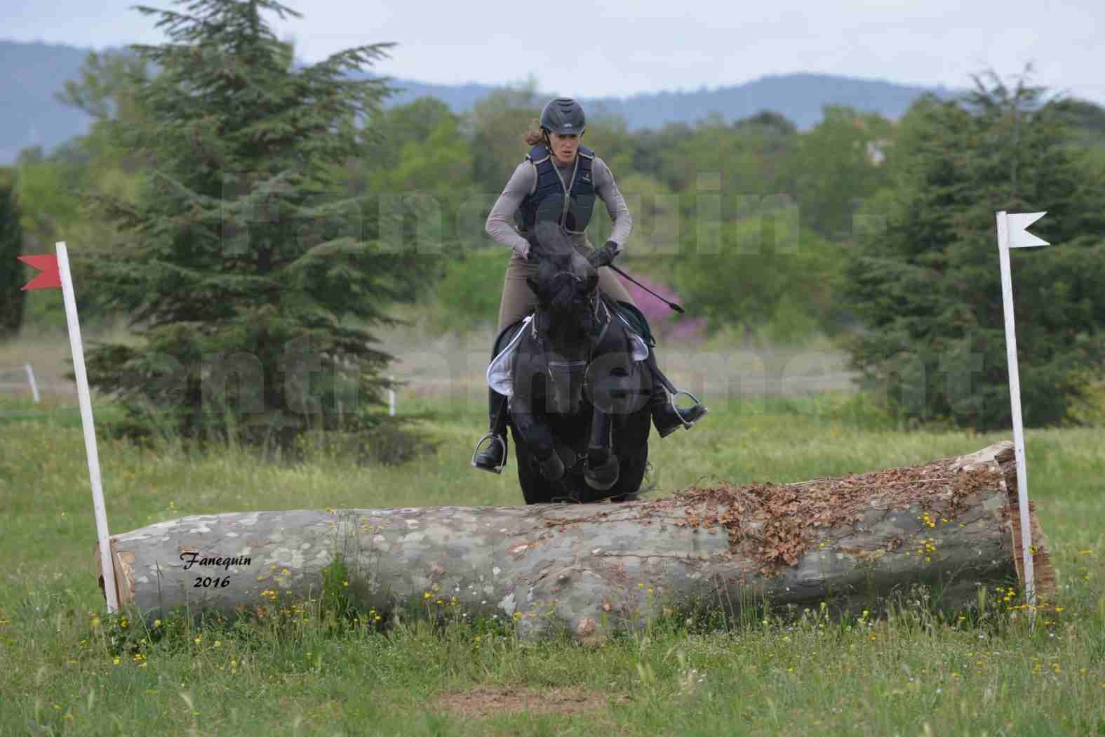 Elevage ARABOFRISON de Noémie CHARNAY - Étalon ARABOFRISON - ARDAN DU BELIER - 17