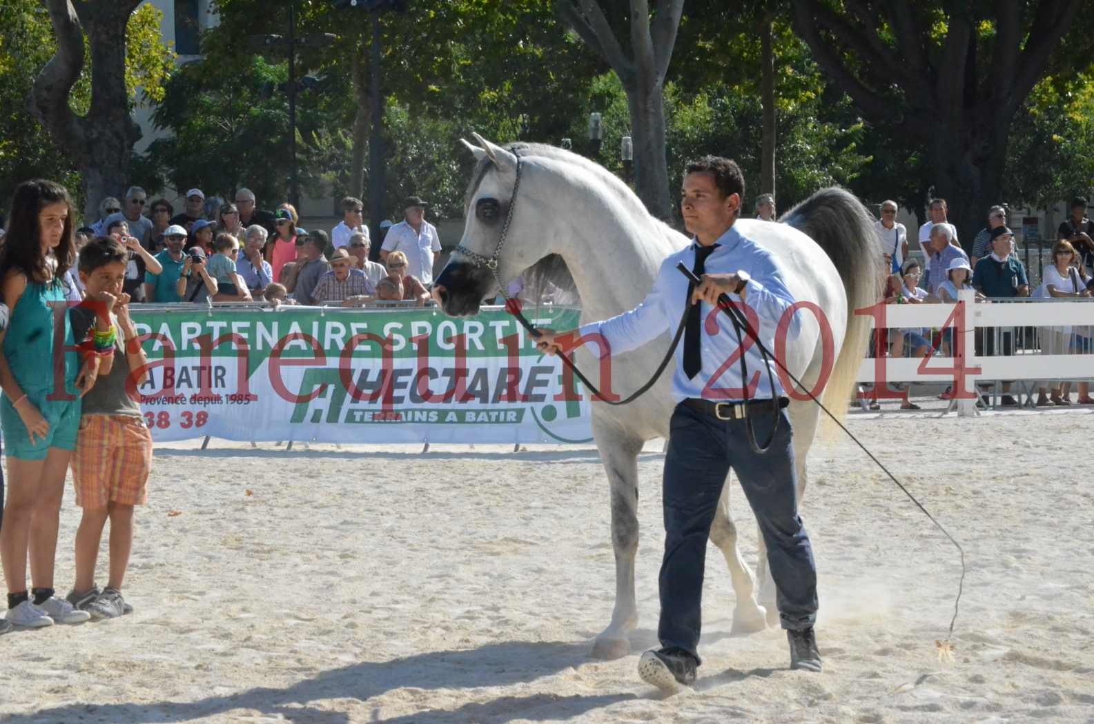 Concours National de Nîmes de chevaux ARABES 2014 - Championnat - SHAOLIN DE NEDJAIA - 46