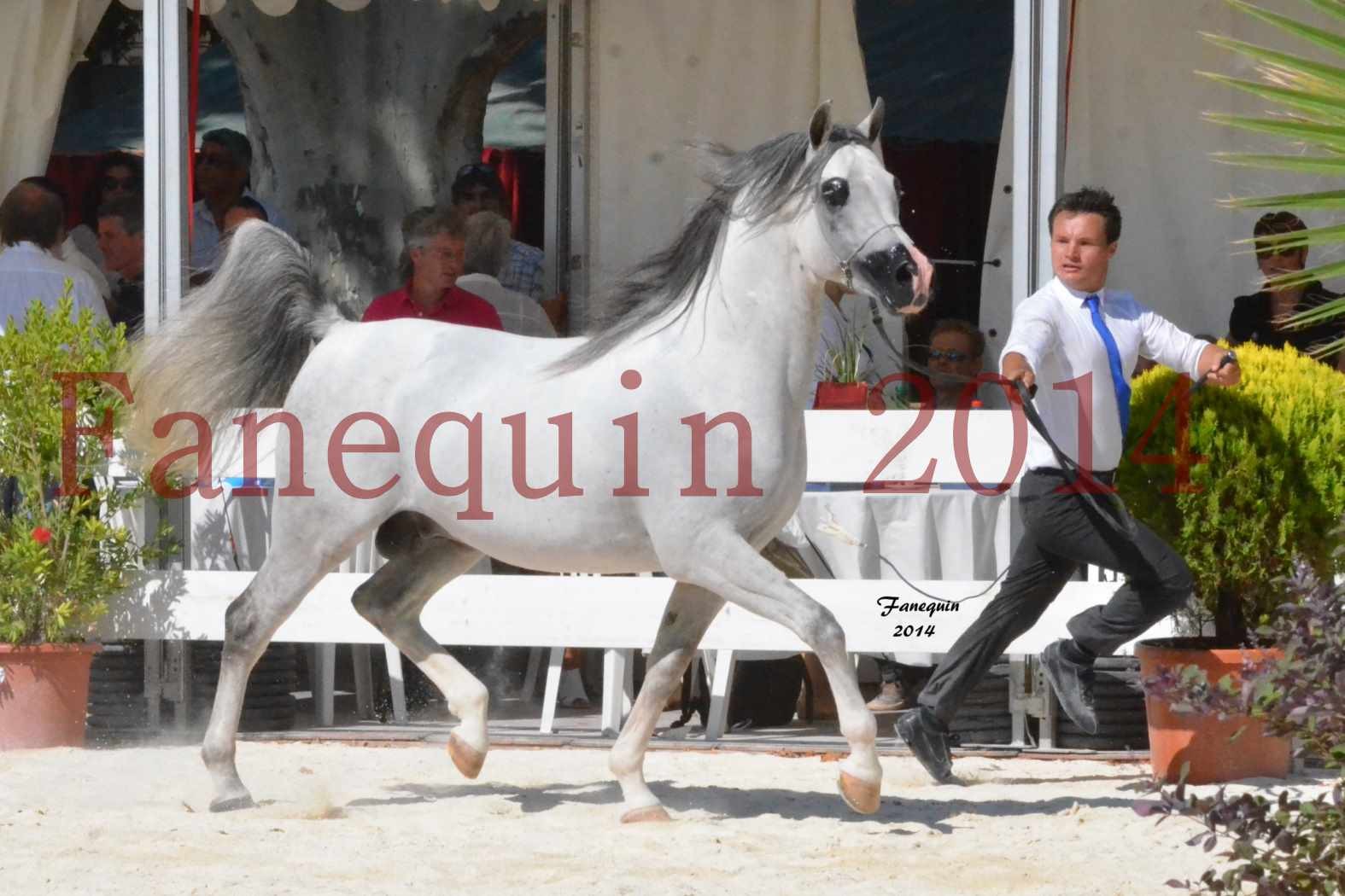 Concours National de Nîmes de chevaux ARABES 2014 - Notre Sélection - SHAOLIN DE NEDJAIA - 02