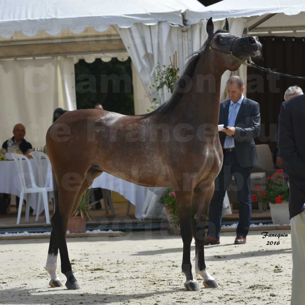 Championnat de France de chevaux Arabes 2016 à Pompadour - AÏNHOA MA PTIT FOLIE - 11