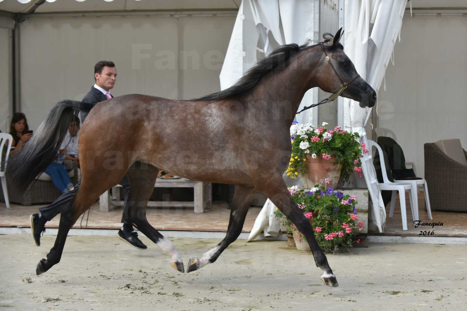 Championnat de France de chevaux Arabes 2016 à Pompadour - AÏNHOA MA PTIT FOLIE - 06