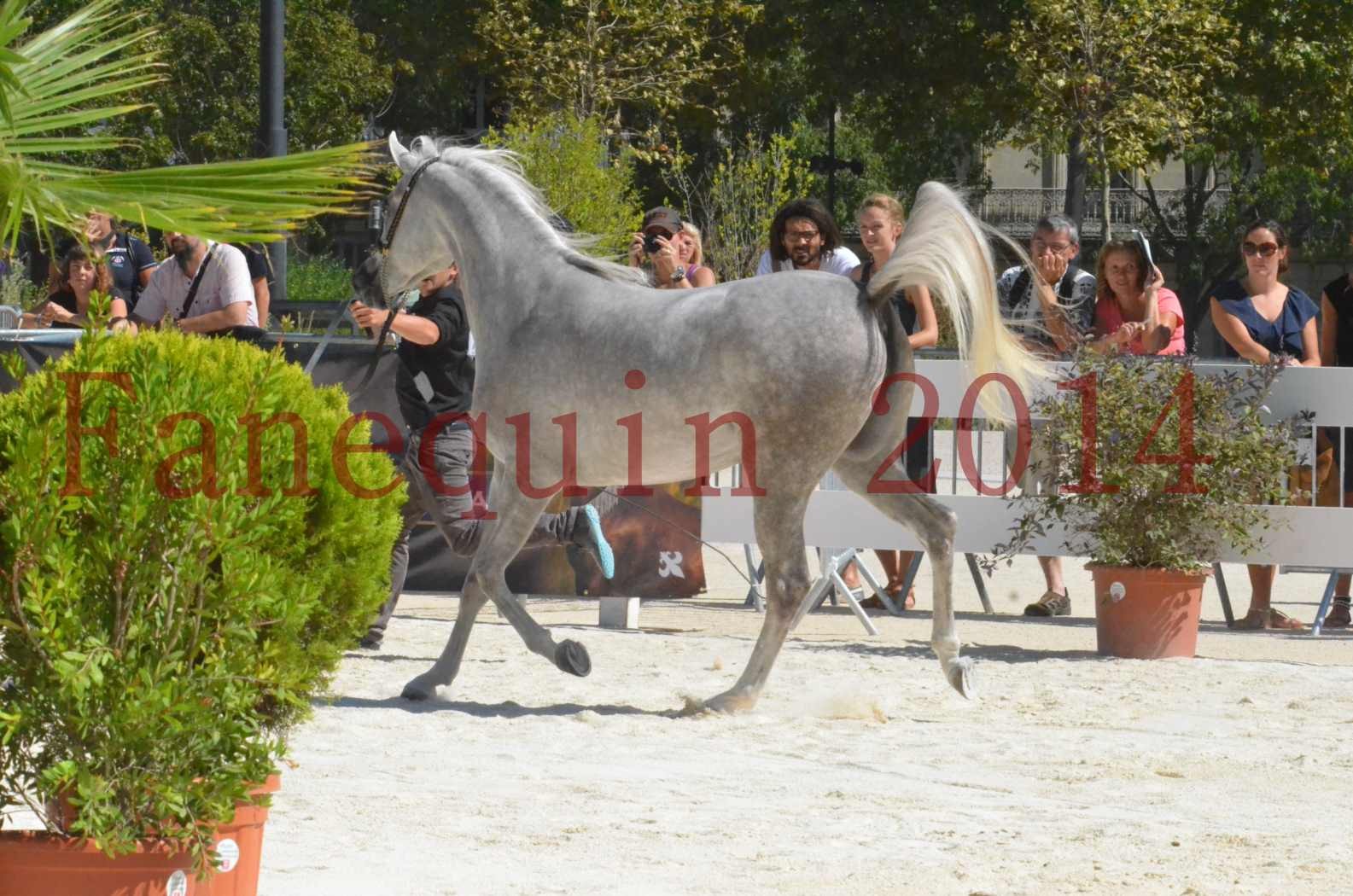 Concours national de Nîmes 2014 - Sélection  - VOLODIA DE LAFON - 17