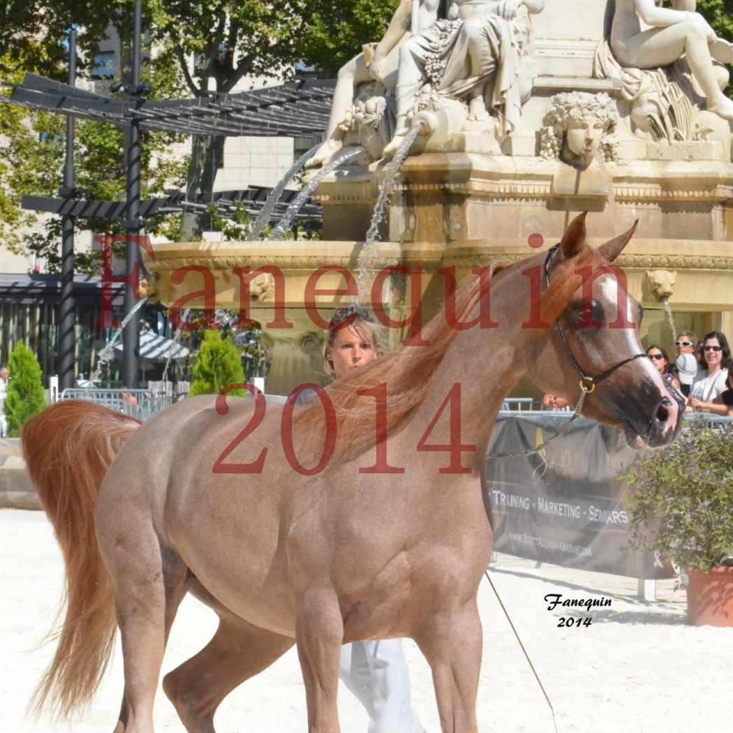 Concours National de Nîmes de chevaux ARABES 2014 - Notre Sélection - Portraits - ABYSS DE RODET - 4