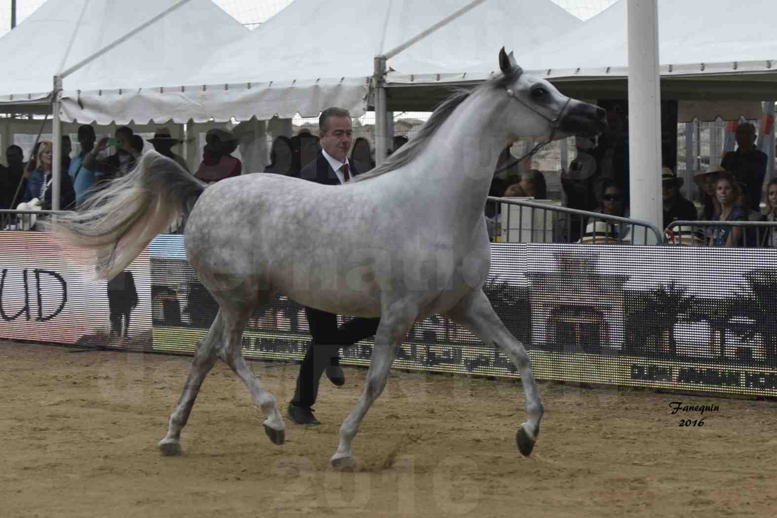 Championnat du pur-sang arabe de la Méditerranée et des pays arabes - MENTON 2016 - BINT HAZY AL KHALEDIAH - 3