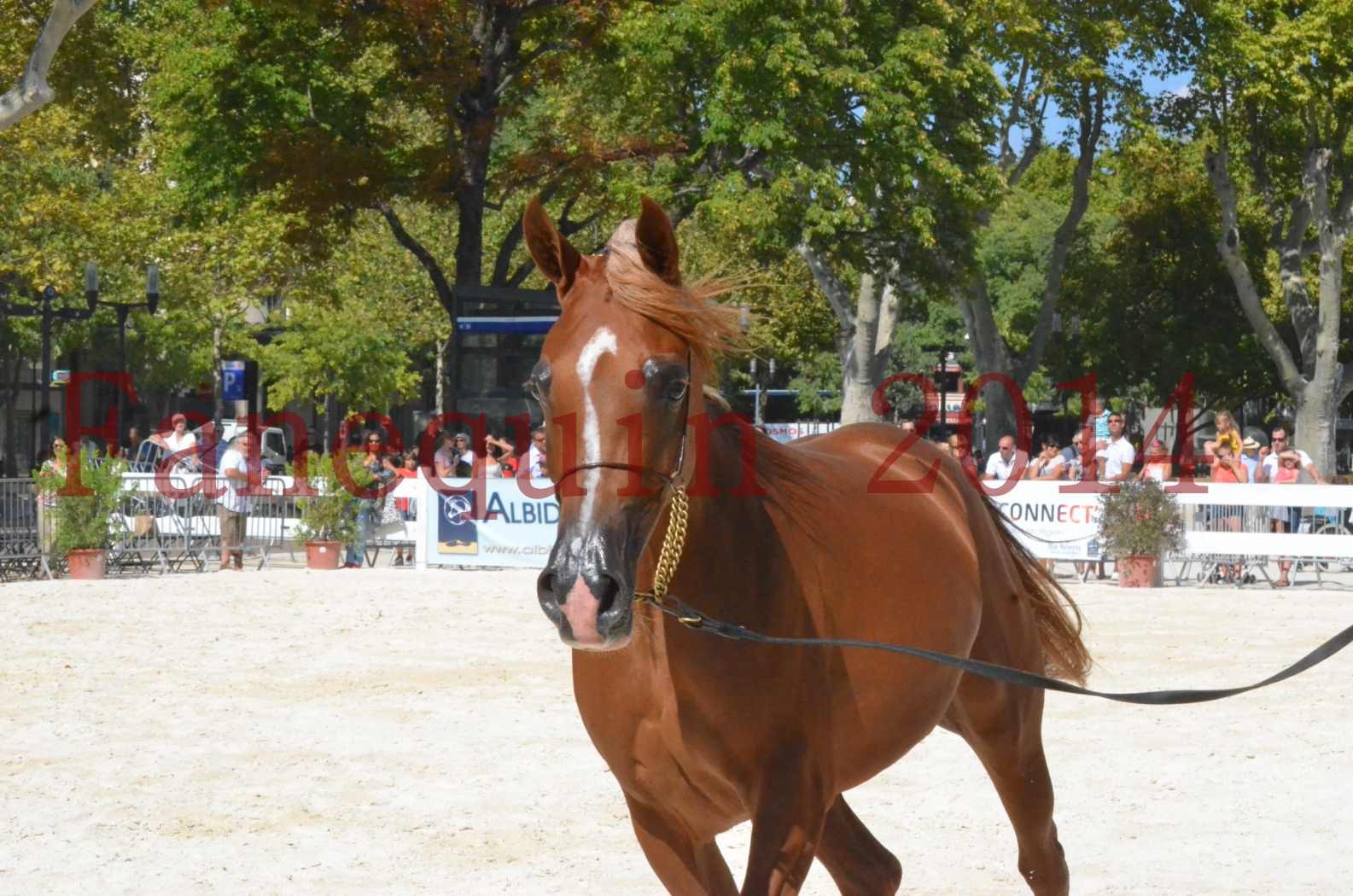 Concours National de Nîmes de chevaux ARABES 2014 - Championnat - MASSAI DE BARREL - 34